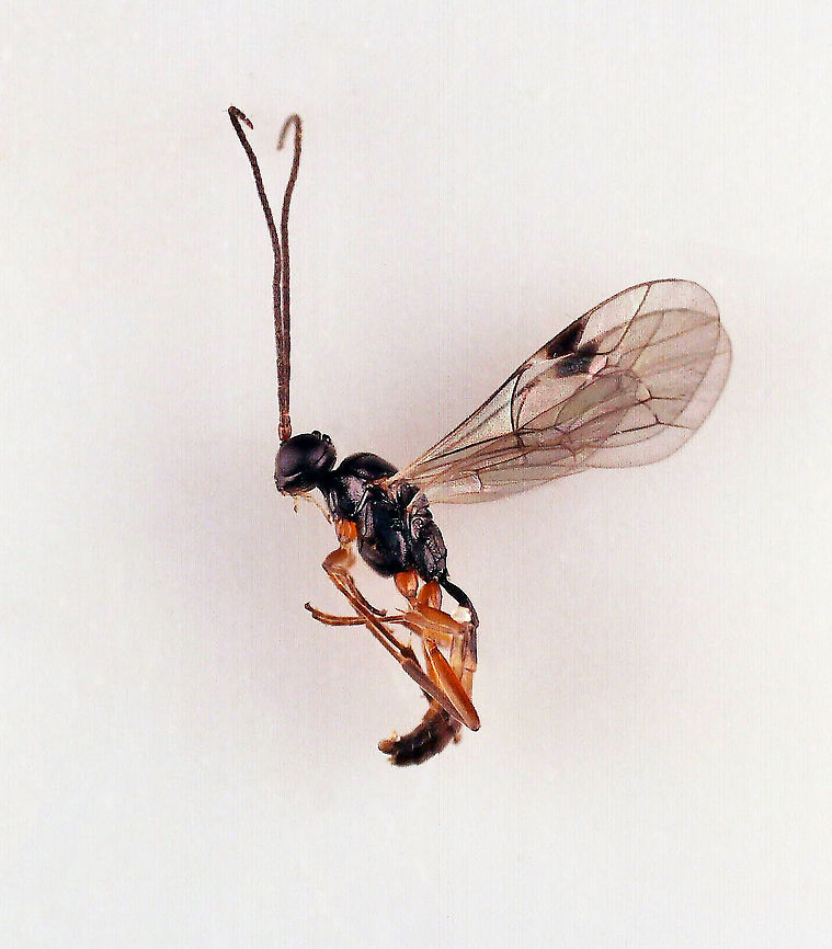 Wasp - Subfamily Phygadeuontinae, Possibly Gelis sp. Tiny wasp!<br />
<br />
Habitat: Attracted to a 365 nm LED light; semi-rural area Gelis,Geotagged,Phygadeuontinae,United States,wasp
