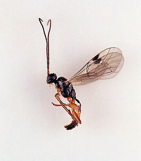 Wasp - Subfamily Phygadeuontinae, Possibly Gelis sp. Tiny wasp!

Habitat: Attracted to a 365 nm LED light; semi-rural area Gelis,Geotagged,Phygadeuontinae,United States,wasp