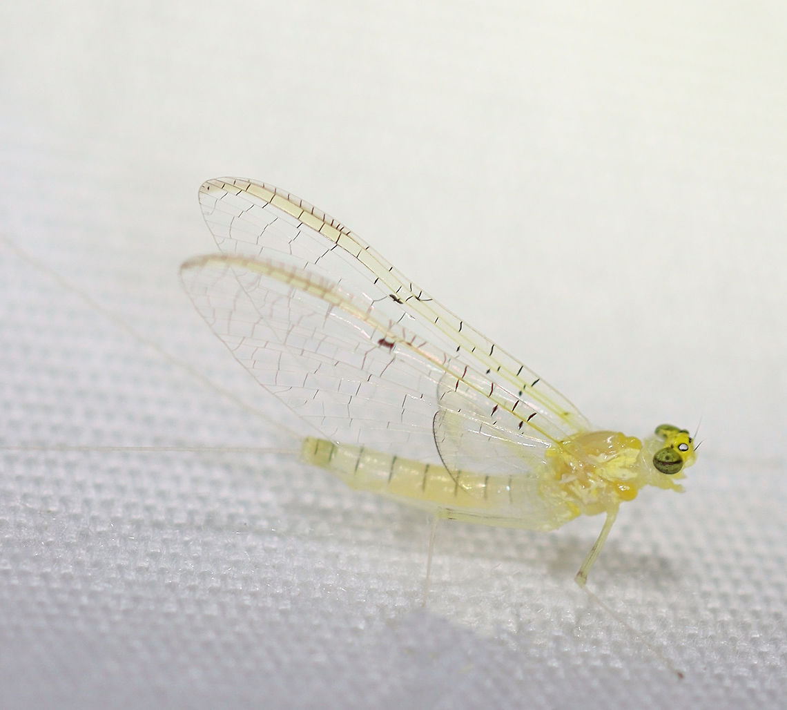 Stenacron  Mayfly - Stenacron interpunctatum (Female Imago) Habitat: Attracted to a 365 nm LED light; semi-rural area Ephemeroptera,Geotagged,Heptageniidae,Stenacron,Stenacron interpunctatum,Stenacron mayfly,Summer,United States,female mayfly,flatheaded mayfly,imago,mayfly