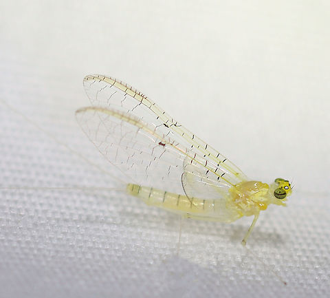 Stenacron  Mayfly - Stenacron interpunctatum (Female Imago) Habitat: Attracted to a 365 nm LED light; semi-rural area Ephemeroptera,Geotagged,Heptageniidae,Stenacron,Stenacron interpunctatum,Stenacron mayfly,Summer,United States,female mayfly,flatheaded mayfly,imago,mayfly