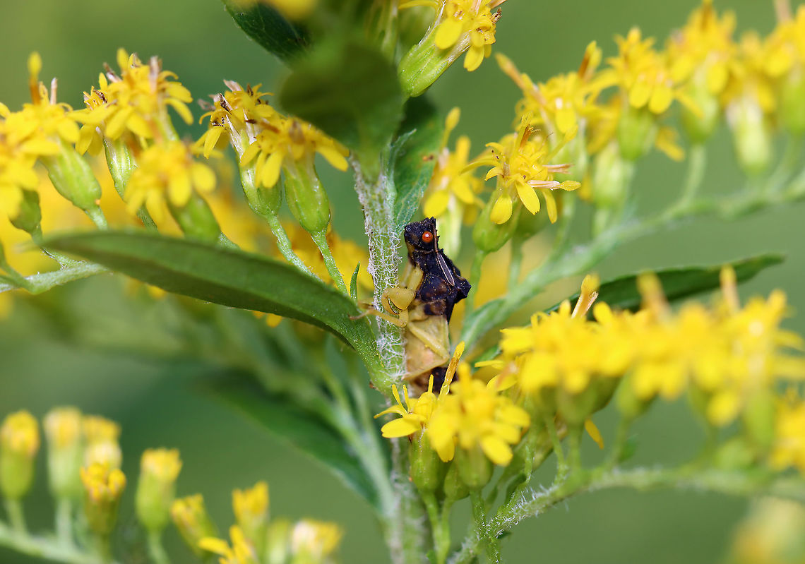 Ambush Bug - Phymata fasciata Waiting to ambush its breakfast...<br />
<br />
Habitat: Garden Ambush bug,Geotagged,Phymata,Phymata Fasciata,Phymata fasciata,Reduviidae,Summer,United States,bug