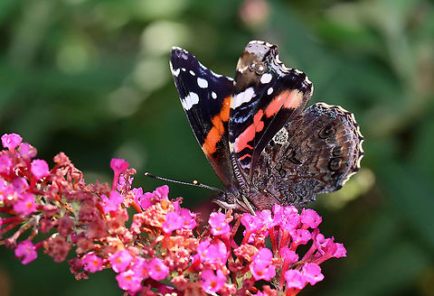 Red Admiral - Vanessa atalanta Habitat: Garden Geotagged,Red Admiral,Summer,United States,Vanessa,Vanessa atalanta,butterfly