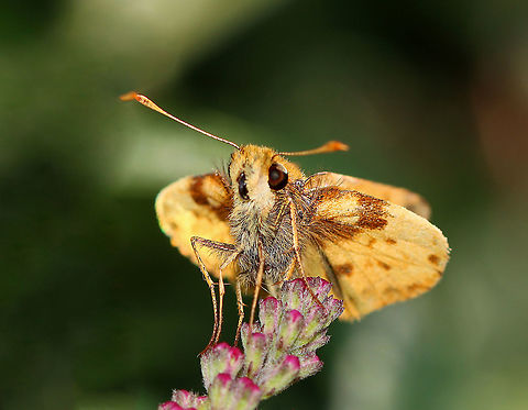 Zabulon Skipper (Male) - Poanes zabulon Habitat: Garden Geotagged,Lon,Lon zabulon,Poanes,Poanes zabulon,Summer,United States,Zabulon skipper,butterfly,skipper