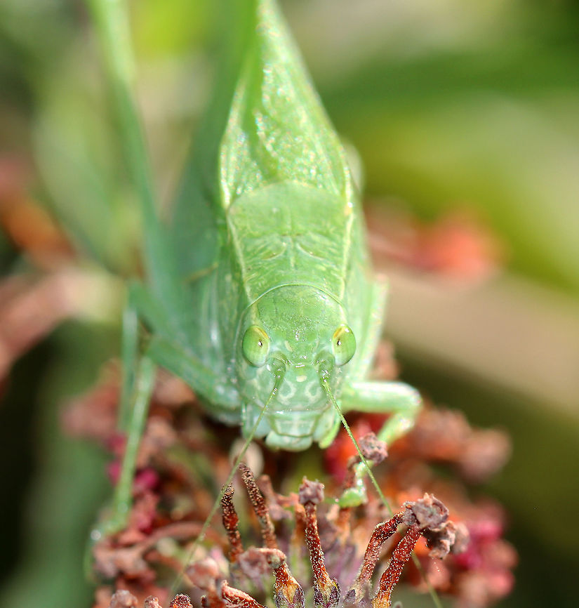 Greater Anglewing Katydid - Microcentrum rhombifolium Habitat: Garden<br />
<figure class="photo"><a href="https://www.jungledragon.com/image/121243/greater_anglewing_katydid_-_microcentrum_rhombifolium.html" title="Greater Anglewing Katydid - Microcentrum rhombifolium"><img src="https://s3.amazonaws.com/media.jungledragon.com/images/3232/121243_thumb.jpg?AWSAccessKeyId=05GMT0V3GWVNE7GGM1R2&Expires=1767225610&Signature=CrAMk55svcOJ5WtJrpg2OMW6yYU%3D" width="200" height="166" alt="Greater Anglewing Katydid - Microcentrum rhombifolium Habitat: Garden<br />
https://www.jungledragon.com/image/121242/greater_anglewing_katydid_-_microcentrum_rhombifolium.html Geotagged,Greater Anglewing Katydid,Microcentrum,Microcentrum rhombifolium,Summer,United States,katydid" /></a></figure> Geotagged,Greater Anglewing Katydid,Microcentrum rhombifolium,Summer,United States