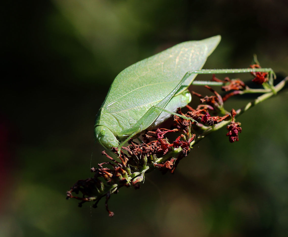 Greater Anglewing Katydid - Microcentrum rhombifolium Habitat: Garden<br />
<figure class="photo"><a href="https://www.jungledragon.com/image/121242/greater_anglewing_katydid_-_microcentrum_rhombifolium.html" title="Greater Anglewing Katydid - Microcentrum rhombifolium"><img src="https://s3.amazonaws.com/media.jungledragon.com/images/3232/121242_thumb.jpg?AWSAccessKeyId=05GMT0V3GWVNE7GGM1R2&Expires=1767225610&Signature=6mreiGpP7Xhb5xFV37WzRCE6e6o%3D" width="146" height="152" alt="Greater Anglewing Katydid - Microcentrum rhombifolium Habitat: Garden<br />
https://www.jungledragon.com/image/121243/greater_anglewing_katydid_-_microcentrum_rhombifolium.html Geotagged,Greater Anglewing Katydid,Microcentrum rhombifolium,Summer,United States" /></a></figure> Geotagged,Greater Anglewing Katydid,Microcentrum,Microcentrum rhombifolium,Summer,United States,katydid