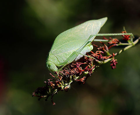 Greater Anglewing Katydid - Microcentrum rhombifolium Habitat: Garden
https://www.jungledragon.com/image/121242/greater_anglewing_katydid_-_microcentrum_rhombifolium.html Geotagged,Greater Anglewing Katydid,Microcentrum,Microcentrum rhombifolium,Summer,United States,katydid