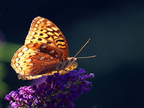 Great Spangled Fritillary - Speyeria cybele Habitat: Garden Geotagged,Great Spangled Fritillary,Nymphalidae,Speyeria,Speyeria cybele,Summer,United States,butterfly,fritillary