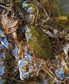 American Giant Water Bug (Nymph) - Lethocerus americanus Habitat: Pond edge
https://www.jungledragon.com/image/121245/american_giant_water_bug_nymph_-_lethocerus_americanus.html American Giant Water Bug,Geotagged,Lethocerus,Lethocerus americanus,Summer,United States,belostomatidae,bug,nymph,water bug