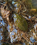 American Giant Water Bug (Nymph) - Lethocerus americanus Habitat: Pond edge<br />
https://www.jungledragon.com/image/121245/american_giant_water_bug_nymph_-_lethocerus_americanus.html American Giant Water Bug,Geotagged,Lethocerus,Lethocerus americanus,Summer,United States,belostomatidae,bug,nymph,water bug
