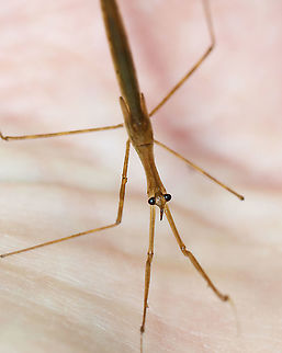 Waterscorpion - Ranatra sp. Habitat: Pond Geotagged,Ranatra,Summer,United States,waterscorpion