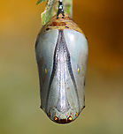 Parasitized Monarch Chrysalis - Danaus plexippus This photo shows some interesting anatomical features. First, it's a female, which is determined by looking at the area below the cremaster (black 'stick' attached to silk). If there is a vertical line between/underneath the bottom two black dots, then the chrysalis has a female monarch. This one has that vertical line and thus was a female. The head is located at the bottom of the chrysalis and the line that goes down the center is the proboscis. The dark, upside down V shape are the antennae. The areas to the left and right (with gold dots) are the wings.<br />
<br />
<br />
This chrysalis was dead and had a hole in its side. The most likely cause of death was tiny, parasitic chalcid wasps.<br />
<br />
These wasps lay eggs in soft chrysalises. They do this by following caterpillars that are about to pupate, and then laying eggs in the new chrysalis. The wasp larvae eat the insides of the chrysalis, and then emerge as adults.<br />
<br />
I took the chrysalis home to dissect, but found only brown goo on the inside.<br />
<br />
Habitat: Garden<br />
https://www.jungledragon.com/image/121248/parasitized_monarch_chrysalis_-_danaus_plexippus.html<br />
https://www.jungledragon.com/image/121251/parasitized_monarch_chrysalis_with_labels_-_danaus_plexippus.html<br />
https://www.jungledragon.com/image/121250/parasitized_monarch_chrysalis_-_danaus_plexippus.html<br />
https://www.jungledragon.com/image/121249/parasitized_monarch_chrysalis_-_danaus_plexippus.html Danaus plexippus,Geotagged,Monarch butterfly,Summer,United States