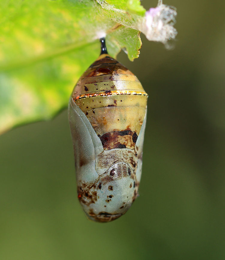 Parasitized Monarch Chrysalis - Danaus plexippus This chrysalis was dead and had a hole in its side. The most likely cause of death was tiny, parasitic chalcid wasps. <br />
<br />
These wasps lay eggs in soft chrysalises. They do this by following caterpillars that are about to pupate, and then laying eggs in the new chrysalis. The wasp larvae eat the insides of the chrysalis, and then emerge as adults. <br />
<br />
I took the chrysalis home to dissect, but found only brown goo on the inside.<br />
<br />
Habitat: Garden<br />
<figure class="photo"><a href="https://www.jungledragon.com/image/121248/parasitized_monarch_chrysalis_-_danaus_plexippus.html" title="Parasitized Monarch Chrysalis - Danaus plexippus"><img src="https://s3.amazonaws.com/media.jungledragon.com/images/3232/121248_thumb.jpg?AWSAccessKeyId=05GMT0V3GWVNE7GGM1R2&Expires=1759968010&Signature=bIhPkraSdNOefQqnuvIUvLpT0Io%3D" width="140" height="152" alt="Parasitized Monarch Chrysalis - Danaus plexippus This photo shows some interesting anatomical features. First, it&#039;s a female, which is determined by looking at the area below the cremaster (black &#039;stick&#039; attached to silk). If there is a vertical line between/underneath the bottom two black dots, then the chrysalis has a female monarch. This one has that vertical line and thus was a female. The head is located at the bottom of the chrysalis and the line that goes down the center is the proboscis. The dark, upside down V shape are the antennae. The areas to the left and right (with gold dots) are the wings.<br />
<br />
<br />
This chrysalis was dead and had a hole in its side. The most likely cause of death was tiny, parasitic chalcid wasps.<br />
<br />
These wasps lay eggs in soft chrysalises. They do this by following caterpillars that are about to pupate, and then laying eggs in the new chrysalis. The wasp larvae eat the insides of the chrysalis, and then emerge as adults.<br />
<br />
I took the chrysalis home to dissect, but found only brown goo on the inside.<br />
<br />
Habitat: Garden<br />
https://www.jungledragon.com/image/121248/parasitized_monarch_chrysalis_-_danaus_plexippus.html<br />
https://www.jungledragon.com/image/121251/parasitized_monarch_chrysalis_with_labels_-_danaus_plexippus.html<br />
https://www.jungledragon.com/image/121250/parasitized_monarch_chrysalis_-_danaus_plexippus.html<br />
https://www.jungledragon.com/image/121249/parasitized_monarch_chrysalis_-_danaus_plexippus.html Danaus plexippus,Geotagged,Monarch butterfly,Summer,United States" /></a></figure><br />
<figure class="photo"><a href="https://www.jungledragon.com/image/121251/parasitized_monarch_chrysalis_with_labels_-_danaus_plexippus.html" title="Parasitized Monarch Chrysalis (with labels) - Danaus plexippus"><img src="https://s3.amazonaws.com/media.jungledragon.com/images/3232/121251_thumb.jpg?AWSAccessKeyId=05GMT0V3GWVNE7GGM1R2&Expires=1759968010&Signature=OPnBKt1qaJNiMPunkBq2RO9%2BN7Q%3D" width="140" height="152" alt="Parasitized Monarch Chrysalis (with labels) - Danaus plexippus This photo shows some interesting anatomical features. First, it&#039;s a female, which is determined by looking at the area below the cremaster (black &#039;stick&#039; attached to silk). If there is a vertical line between/underneath the bottom two black dots, then the chrysalis has a female monarch. This one has that vertical line and thus was a female. The head is located at the bottom of the chrysalis and the line that goes down the center is the proboscis. The dark, upside down V shape are the antennae. The areas to the left and right (with gold dots) are the wings.<br />
<br />
This chrysalis was dead and had a hole in its side. The most likely cause of death was tiny, parasitic chalcid wasps.<br />
<br />
These wasps lay eggs in soft chrysalises. They do this by following caterpillars that are about to pupate, and then laying eggs in the new chrysalis. The wasp larvae eat the insides of the chrysalis, and then emerge as adults.<br />
<br />
I took the chrysalis home to dissect, but found only brown goo on the inside.<br />
<br />
Habitat: Garden<br />
https://www.jungledragon.com/image/121248/parasitized_monarch_chrysalis_-_danaus_plexippus.html<br />
https://www.jungledragon.com/image/121251/parasitized_monarch_chrysalis_with_labels_-_danaus_plexippus.html<br />
https://www.jungledragon.com/image/121250/parasitized_monarch_chrysalis_-_danaus_plexippus.html<br />
https://www.jungledragon.com/image/121249/parasitized_monarch_chrysalis_-_danaus_plexippus.html Danaus plexippus,Geotagged,Monarch butterfly,Summer,United States" /></a></figure><br />
<figure class="photo"><a href="https://www.jungledragon.com/image/121250/parasitized_monarch_chrysalis_-_danaus_plexippus.html" title="Parasitized Monarch Chrysalis - Danaus plexippus"><img src="https://s3.amazonaws.com/media.jungledragon.com/images/3232/121250_thumb.jpg?AWSAccessKeyId=05GMT0V3GWVNE7GGM1R2&Expires=1759968010&Signature=fxdcTddeHqj88uEqzX3U9bVUjgo%3D" width="200" height="154" alt="Parasitized Monarch Chrysalis - Danaus plexippus This chrysalis was dead and had a hole in its side. The most likely cause of death was tiny, parasitic chalcid wasps.<br />
<br />
These wasps lay eggs in soft chrysalises. They do this by following caterpillars that are about to pupate, and then laying eggs in the new chrysalis. The wasp larvae eat the insides of the chrysalis, and then emerge as adults.<br />
<br />
I took the chrysalis home to dissect, but found only brown goo on the inside.<br />
<br />
Habitat: Garden<br />
https://www.jungledragon.com/image/121248/parasitized_monarch_chrysalis_-_danaus_plexippus.html<br />
https://www.jungledragon.com/image/121251/parasitized_monarch_chrysalis_with_labels_-_danaus_plexippus.html<br />
https://www.jungledragon.com/image/121250/parasitized_monarch_chrysalis_-_danaus_plexippus.html<br />
https://www.jungledragon.com/image/121249/parasitized_monarch_chrysalis_-_danaus_plexippus.html Danaus plexippus,Geotagged,Monarch butterfly,Summer,United States" /></a></figure><br />
<figure class="photo"><a href="https://www.jungledragon.com/image/121249/parasitized_monarch_chrysalis_-_danaus_plexippus.html" title="Parasitized Monarch Chrysalis - Danaus plexippus"><img src="https://s3.amazonaws.com/media.jungledragon.com/images/3232/121249_thumb.jpg?AWSAccessKeyId=05GMT0V3GWVNE7GGM1R2&Expires=1759968010&Signature=pPGnynFTOLydISKSVXsLdXA0vU4%3D" width="132" height="152" alt="Parasitized Monarch Chrysalis - Danaus plexippus This chrysalis was dead and had a hole in its side. The most likely cause of death was tiny, parasitic chalcid wasps. <br />
<br />
These wasps lay eggs in soft chrysalises. They do this by following caterpillars that are about to pupate, and then laying eggs in the new chrysalis. The wasp larvae eat the insides of the chrysalis, and then emerge as adults. <br />
<br />
I took the chrysalis home to dissect, but found only brown goo on the inside.<br />
<br />
Habitat: Garden<br />
https://www.jungledragon.com/image/121248/parasitized_monarch_chrysalis_-_danaus_plexippus.html<br />
https://www.jungledragon.com/image/121251/parasitized_monarch_chrysalis_with_labels_-_danaus_plexippus.html<br />
https://www.jungledragon.com/image/121250/parasitized_monarch_chrysalis_-_danaus_plexippus.html<br />
https://www.jungledragon.com/image/121249/parasitized_monarch_chrysalis_-_danaus_plexippus.html Danaus,Danaus plexippus,Geotagged,Monarch,Monarch butterfly,Summer,United States,chalcid wasp,chrysalis,parasitized chrysalis,pupa" /></a></figure> Danaus,Danaus plexippus,Geotagged,Monarch,Monarch butterfly,Summer,United States,chalcid wasp,chrysalis,parasitized chrysalis,pupa