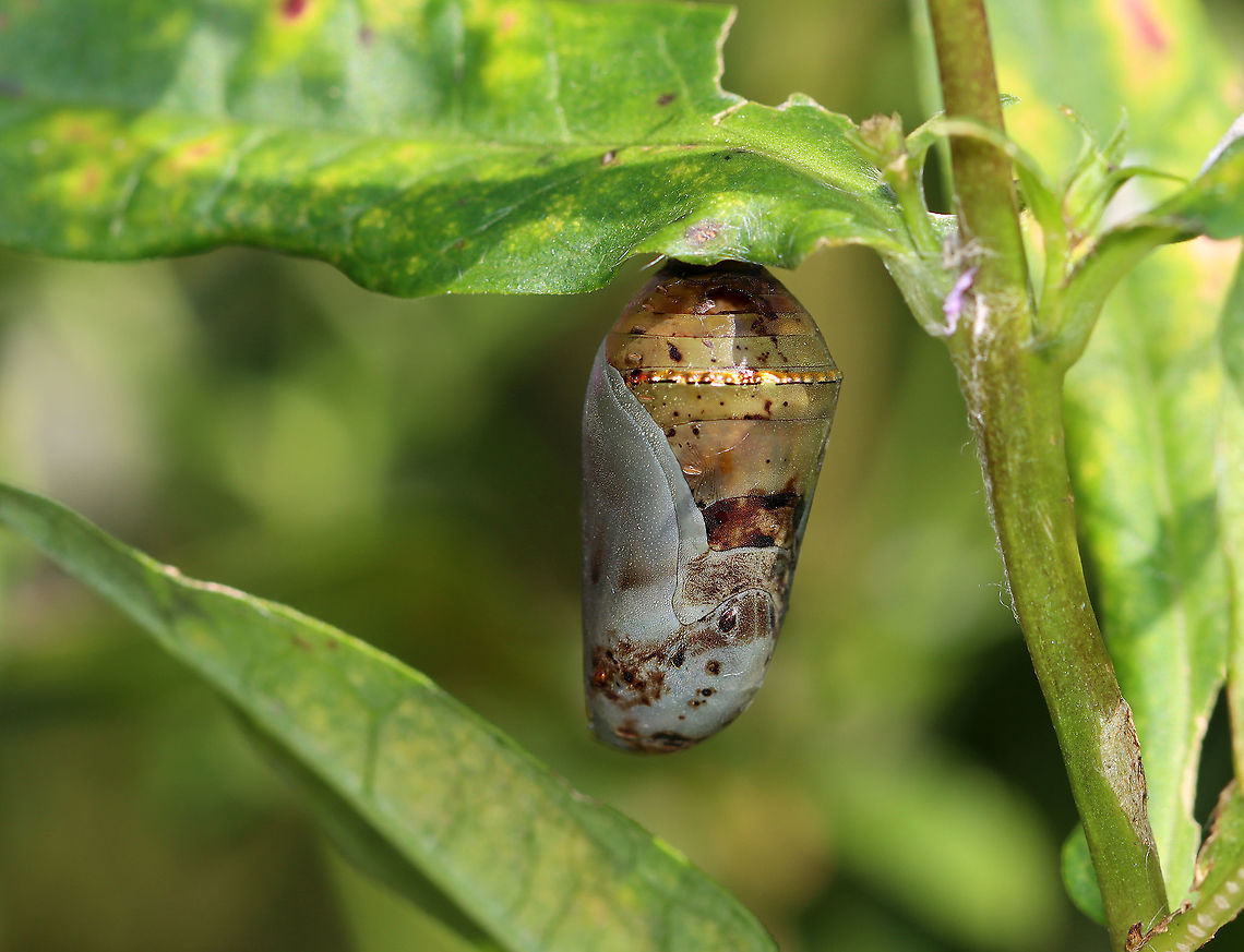 Parasitized Monarch Chrysalis - Danaus plexippus This chrysalis was dead and had a hole in its side. The most likely cause of death was tiny, parasitic chalcid wasps.<br />
<br />
These wasps lay eggs in soft chrysalises. They do this by following caterpillars that are about to pupate, and then laying eggs in the new chrysalis. The wasp larvae eat the insides of the chrysalis, and then emerge as adults.<br />
<br />
I took the chrysalis home to dissect, but found only brown goo on the inside.<br />
<br />
Habitat: Garden<br />
<figure class="photo"><a href="https://www.jungledragon.com/image/121248/parasitized_monarch_chrysalis_-_danaus_plexippus.html" title="Parasitized Monarch Chrysalis - Danaus plexippus"><img src="https://s3.amazonaws.com/media.jungledragon.com/images/3232/121248_thumb.jpg?AWSAccessKeyId=05GMT0V3GWVNE7GGM1R2&Expires=1759968010&Signature=bIhPkraSdNOefQqnuvIUvLpT0Io%3D" width="140" height="152" alt="Parasitized Monarch Chrysalis - Danaus plexippus This photo shows some interesting anatomical features. First, it's a female, which is determined by looking at the area below the cremaster (black 'stick' attached to silk). If there is a vertical line between/underneath the bottom two black dots, then the chrysalis has a female monarch. This one has that vertical line and thus was a female. The head is located at the bottom of the chrysalis and the line that goes down the center is the proboscis. The dark, upside down V shape are the antennae. The areas to the left and right (with gold dots) are the wings.<br />
<br />
<br />
This chrysalis was dead and had a hole in its side. The most likely cause of death was tiny, parasitic chalcid wasps.<br />
<br />
These wasps lay eggs in soft chrysalises. They do this by following caterpillars that are about to pupate, and then laying eggs in the new chrysalis. The wasp larvae eat the insides of the chrysalis, and then emerge as adults.<br />
<br />
I took the chrysalis home to dissect, but found only brown goo on the inside.<br />
<br />
Habitat: Garden<br />
https://www.jungledragon.com/image/121248/parasitized_monarch_chrysalis_-_danaus_plexippus.html<br />
https://www.jungledragon.com/image/121251/parasitized_monarch_chrysalis_with_labels_-_danaus_plexippus.html<br />
https://www.jungledragon.com/image/121250/parasitized_monarch_chrysalis_-_danaus_plexippus.html<br />
https://www.jungledragon.com/image/121249/parasitized_monarch_chrysalis_-_danaus_plexippus.html Danaus plexippus,Geotagged,Monarch butterfly,Summer,United States" /></a></figure><br />
<figure class="photo"><a href="https://www.jungledragon.com/image/121251/parasitized_monarch_chrysalis_with_labels_-_danaus_plexippus.html" title="Parasitized Monarch Chrysalis (with labels) - Danaus plexippus"><img src="https://s3.amazonaws.com/media.jungledragon.com/images/3232/121251_thumb.jpg?AWSAccessKeyId=05GMT0V3GWVNE7GGM1R2&Expires=1759968010&Signature=OPnBKt1qaJNiMPunkBq2RO9%2BN7Q%3D" width="140" height="152" alt="Parasitized Monarch Chrysalis (with labels) - Danaus plexippus This photo shows some interesting anatomical features. First, it's a female, which is determined by looking at the area below the cremaster (black 'stick' attached to silk). If there is a vertical line between/underneath the bottom two black dots, then the chrysalis has a female monarch. This one has that vertical line and thus was a female. The head is located at the bottom of the chrysalis and the line that goes down the center is the proboscis. The dark, upside down V shape are the antennae. The areas to the left and right (with gold dots) are the wings.<br />
<br />
This chrysalis was dead and had a hole in its side. The most likely cause of death was tiny, parasitic chalcid wasps.<br />
<br />
These wasps lay eggs in soft chrysalises. They do this by following caterpillars that are about to pupate, and then laying eggs in the new chrysalis. The wasp larvae eat the insides of the chrysalis, and then emerge as adults.<br />
<br />
I took the chrysalis home to dissect, but found only brown goo on the inside.<br />
<br />
Habitat: Garden<br />
https://www.jungledragon.com/image/121248/parasitized_monarch_chrysalis_-_danaus_plexippus.html<br />
https://www.jungledragon.com/image/121251/parasitized_monarch_chrysalis_with_labels_-_danaus_plexippus.html<br />
https://www.jungledragon.com/image/121250/parasitized_monarch_chrysalis_-_danaus_plexippus.html<br />
https://www.jungledragon.com/image/121249/parasitized_monarch_chrysalis_-_danaus_plexippus.html Danaus plexippus,Geotagged,Monarch butterfly,Summer,United States" /></a></figure><br />
<figure class="photo"><a href="https://www.jungledragon.com/image/121250/parasitized_monarch_chrysalis_-_danaus_plexippus.html" title="Parasitized Monarch Chrysalis - Danaus plexippus"><img src="https://s3.amazonaws.com/media.jungledragon.com/images/3232/121250_thumb.jpg?AWSAccessKeyId=05GMT0V3GWVNE7GGM1R2&Expires=1759968010&Signature=fxdcTddeHqj88uEqzX3U9bVUjgo%3D" width="200" height="154" alt="Parasitized Monarch Chrysalis - Danaus plexippus This chrysalis was dead and had a hole in its side. The most likely cause of death was tiny, parasitic chalcid wasps.<br />
<br />
These wasps lay eggs in soft chrysalises. They do this by following caterpillars that are about to pupate, and then laying eggs in the new chrysalis. The wasp larvae eat the insides of the chrysalis, and then emerge as adults.<br />
<br />
I took the chrysalis home to dissect, but found only brown goo on the inside.<br />
<br />
Habitat: Garden<br />
https://www.jungledragon.com/image/121248/parasitized_monarch_chrysalis_-_danaus_plexippus.html<br />
https://www.jungledragon.com/image/121251/parasitized_monarch_chrysalis_with_labels_-_danaus_plexippus.html<br />
https://www.jungledragon.com/image/121250/parasitized_monarch_chrysalis_-_danaus_plexippus.html<br />
https://www.jungledragon.com/image/121249/parasitized_monarch_chrysalis_-_danaus_plexippus.html Danaus plexippus,Geotagged,Monarch butterfly,Summer,United States" /></a></figure><br />
<figure class="photo"><a href="https://www.jungledragon.com/image/121249/parasitized_monarch_chrysalis_-_danaus_plexippus.html" title="Parasitized Monarch Chrysalis - Danaus plexippus"><img src="https://s3.amazonaws.com/media.jungledragon.com/images/3232/121249_thumb.jpg?AWSAccessKeyId=05GMT0V3GWVNE7GGM1R2&Expires=1759968010&Signature=pPGnynFTOLydISKSVXsLdXA0vU4%3D" width="132" height="152" alt="Parasitized Monarch Chrysalis - Danaus plexippus This chrysalis was dead and had a hole in its side. The most likely cause of death was tiny, parasitic chalcid wasps. <br />
<br />
These wasps lay eggs in soft chrysalises. They do this by following caterpillars that are about to pupate, and then laying eggs in the new chrysalis. The wasp larvae eat the insides of the chrysalis, and then emerge as adults. <br />
<br />
I took the chrysalis home to dissect, but found only brown goo on the inside.<br />
<br />
Habitat: Garden<br />
https://www.jungledragon.com/image/121248/parasitized_monarch_chrysalis_-_danaus_plexippus.html<br />
https://www.jungledragon.com/image/121251/parasitized_monarch_chrysalis_with_labels_-_danaus_plexippus.html<br />
https://www.jungledragon.com/image/121250/parasitized_monarch_chrysalis_-_danaus_plexippus.html<br />
https://www.jungledragon.com/image/121249/parasitized_monarch_chrysalis_-_danaus_plexippus.html Danaus,Danaus plexippus,Geotagged,Monarch,Monarch butterfly,Summer,United States,chalcid wasp,chrysalis,parasitized chrysalis,pupa" /></a></figure> Danaus plexippus,Geotagged,Monarch butterfly,Summer,United States