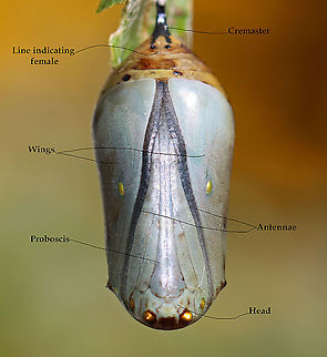 Parasitized Monarch Chrysalis (with labels) - Danaus plexippus This photo shows some interesting anatomical features. First, it's a female, which is determined by looking at the area below the cremaster (black 'stick' attached to silk). If there is a vertical line between/underneath the bottom two black dots, then the chrysalis has a female monarch. This one has that vertical line and thus was a female. The head is located at the bottom of the chrysalis and the line that goes down the center is the proboscis. The dark, upside down V shape are the antennae. The areas to the left and right (with gold dots) are the wings.

This chrysalis was dead and had a hole in its side. The most likely cause of death was tiny, parasitic chalcid wasps.

These wasps lay eggs in soft chrysalises. They do this by following caterpillars that are about to pupate, and then laying eggs in the new chrysalis. The wasp larvae eat the insides of the chrysalis, and then emerge as adults.

I took the chrysalis home to dissect, but found only brown goo on the inside.

Habitat: Garden
https://www.jungledragon.com/image/121248/parasitized_monarch_chrysalis_-_danaus_plexippus.html
https://www.jungledragon.com/image/121251/parasitized_monarch_chrysalis_with_labels_-_danaus_plexippus.html
https://www.jungledragon.com/image/121250/parasitized_monarch_chrysalis_-_danaus_plexippus.html
https://www.jungledragon.com/image/121249/parasitized_monarch_chrysalis_-_danaus_plexippus.html Danaus plexippus,Geotagged,Monarch butterfly,Summer,United States