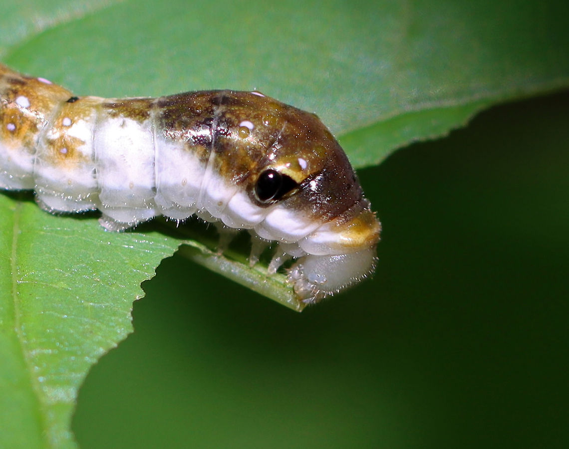 Spicebush Swallowtail Caterpillar, 4th Instar - Papilio troilus *The cluster of small dots on the side of the head capsule are the stemmata (simple eyes).<br />
<br />
Judging from the size and the bulging eye spots, I think this is a 4th instar cat.<br />
<br />
Habitat: Mixed forest<br />
<figure class="photo"><a href="https://www.jungledragon.com/image/121300/spicebush_swallowtail_caterpillar_4th_instar_-_papilio_troilus.html" title="Spicebush Swallowtail Caterpillar, 4th Instar - Papilio troilus"><img src="https://s3.amazonaws.com/media.jungledragon.com/images/3232/121300_thumb.jpg?AWSAccessKeyId=05GMT0V3GWVNE7GGM1R2&Expires=1759968010&Signature=iwrB9cZw3fhBWgQ97x3Uq8JCbYo%3D" width="200" height="158" alt="Spicebush Swallowtail Caterpillar, 4th Instar - Papilio troilus *The cluster of small dots on the side of the head capsule are the stemmata (simple eyes).<br />
<br />
Judging from the size and the bulging eye spots, I think this is a 4th instar cat.<br />
<br />
Habitat: Mixed forest<br />
https://www.jungledragon.com/image/121300/spicebush_swallowtail_caterpillar_4th_instar_-_papilio_troilus.html<br />
https://www.jungledragon.com/image/121305/spicebush_swallowtail_caterpillar_4th_instar_-_papilio_troilus.html<br />
https://www.jungledragon.com/image/121304/spicebush_swallowtail_caterpillar_4th_instar_-_papilio_troilus.html<br />
https://www.jungledragon.com/image/121303/spicebush_swallowtail_caterpillar_4th_instar_-_papilio_troilus.html<br />
https://www.jungledragon.com/image/121302/spicebush_swallowtail_caterpillar_4th_instar_-_papilio_troilus.html<br />
https://www.jungledragon.com/image/121301/spicebush_swallowtail_caterpillar_4th_instar_-_papilio_troilus.html Geotagged,Papilio troilus,Spicebush Swallowtail,Summer,United States" /></a></figure><br />
<figure class="photo"><a href="https://www.jungledragon.com/image/121305/spicebush_swallowtail_caterpillar_4th_instar_-_papilio_troilus.html" title="Spicebush Swallowtail Caterpillar, 4th Instar - Papilio troilus"><img src="https://s3.amazonaws.com/media.jungledragon.com/images/3232/121305_thumb.jpg?AWSAccessKeyId=05GMT0V3GWVNE7GGM1R2&Expires=1759968010&Signature=nZ76bFx7Cla6OwLOdsdUSW2j1%2FE%3D" width="130" height="152" alt="Spicebush Swallowtail Caterpillar, 4th Instar - Papilio troilus Judging from the size and the bulging eye spots, I think this is a 4th instar cat.<br />
<br />
Habitat: Mixed forest<br />
https://www.jungledragon.com/image/121300/spicebush_swallowtail_caterpillar_4th_instar_-_papilio_troilus.html<br />
https://www.jungledragon.com/image/121305/spicebush_swallowtail_caterpillar_4th_instar_-_papilio_troilus.html<br />
https://www.jungledragon.com/image/121304/spicebush_swallowtail_caterpillar_4th_instar_-_papilio_troilus.html<br />
https://www.jungledragon.com/image/121303/spicebush_swallowtail_caterpillar_4th_instar_-_papilio_troilus.html<br />
https://www.jungledragon.com/image/121302/spicebush_swallowtail_caterpillar_4th_instar_-_papilio_troilus.html<br />
https://www.jungledragon.com/image/121301/spicebush_swallowtail_caterpillar_4th_instar_-_papilio_troilus.html Geotagged,Papilio troilus,Spicebush Swallowtail,Summer,United States" /></a></figure><br />
<figure class="photo"><a href="https://www.jungledragon.com/image/121304/spicebush_swallowtail_caterpillar_4th_instar_-_papilio_troilus.html" title="Spicebush Swallowtail Caterpillar, 4th Instar - Papilio troilus"><img src="https://s3.amazonaws.com/media.jungledragon.com/images/3232/121304_thumb.jpg?AWSAccessKeyId=05GMT0V3GWVNE7GGM1R2&Expires=1759968010&Signature=9OYcnZX%2FMUb0RQC1KSdr6hY5w%2FE%3D" width="200" height="156" alt="Spicebush Swallowtail Caterpillar, 4th Instar - Papilio troilus Judging from the size and the bulging eye spots, I think this is a 4th instar cat.<br />
<br />
Habitat: Mixed forest<br />
https://www.jungledragon.com/image/121300/spicebush_swallowtail_caterpillar_4th_instar_-_papilio_troilus.html<br />
https://www.jungledragon.com/image/121305/spicebush_swallowtail_caterpillar_4th_instar_-_papilio_troilus.html<br />
https://www.jungledragon.com/image/121304/spicebush_swallowtail_caterpillar_4th_instar_-_papilio_troilus.html<br />
https://www.jungledragon.com/image/121303/spicebush_swallowtail_caterpillar_4th_instar_-_papilio_troilus.html<br />
https://www.jungledragon.com/image/121302/spicebush_swallowtail_caterpillar_4th_instar_-_papilio_troilus.html<br />
https://www.jungledragon.com/image/121301/spicebush_swallowtail_caterpillar_4th_instar_-_papilio_troilus.html Geotagged,Papilio,Papilio troilus,Spicebush Swallowtail,Summer,United States,caterpillar,larva,swallowtail caterpillar" /></a></figure><br />
<figure class="photo"><a href="https://www.jungledragon.com/image/121303/spicebush_swallowtail_caterpillar_4th_instar_-_papilio_troilus.html" title="Spicebush Swallowtail Caterpillar, 4th Instar - Papilio troilus"><img src="https://s3.amazonaws.com/media.jungledragon.com/images/3232/121303_thumb.jpg?AWSAccessKeyId=05GMT0V3GWVNE7GGM1R2&Expires=1759968010&Signature=QstzBjt3MEnjTE2tBiCCBjg4z7U%3D" width="200" height="166" alt="Spicebush Swallowtail Caterpillar, 4th Instar - Papilio troilus Judging from the size and the bulging eye spots, I think this is a 4th instar cat.<br />
<br />
Habitat: Mixed forest<br />
https://www.jungledragon.com/image/121300/spicebush_swallowtail_caterpillar_4th_instar_-_papilio_troilus.html<br />
https://www.jungledragon.com/image/121305/spicebush_swallowtail_caterpillar_4th_instar_-_papilio_troilus.html<br />
https://www.jungledragon.com/image/121304/spicebush_swallowtail_caterpillar_4th_instar_-_papilio_troilus.html<br />
https://www.jungledragon.com/image/121303/spicebush_swallowtail_caterpillar_4th_instar_-_papilio_troilus.html<br />
https://www.jungledragon.com/image/121302/spicebush_swallowtail_caterpillar_4th_instar_-_papilio_troilus.html<br />
https://www.jungledragon.com/image/121301/spicebush_swallowtail_caterpillar_4th_instar_-_papilio_troilus.html Geotagged,Papilio troilus,Spicebush Swallowtail,Summer,United States" /></a></figure><br />
<figure class="photo"><a href="https://www.jungledragon.com/image/121302/spicebush_swallowtail_caterpillar_4th_instar_-_papilio_troilus.html" title="Spicebush Swallowtail Caterpillar, 4th Instar - Papilio troilus"><img src="https://s3.amazonaws.com/media.jungledragon.com/images/3232/121302_thumb.jpg?AWSAccessKeyId=05GMT0V3GWVNE7GGM1R2&Expires=1759968010&Signature=ngHd9Kd3gC4kOsDH%2Fk3tYkTrMg8%3D" width="200" height="156" alt="Spicebush Swallowtail Caterpillar, 4th Instar - Papilio troilus Judging from the size and the bulging eye spots, I think this is a 4th instar cat.<br />
<br />
Habitat: Mixed forest<br />
https://www.jungledragon.com/image/121300/spicebush_swallowtail_caterpillar_4th_instar_-_papilio_troilus.html<br />
https://www.jungledragon.com/image/121305/spicebush_swallowtail_caterpillar_4th_instar_-_papilio_troilus.html<br />
https://www.jungledragon.com/image/121304/spicebush_swallowtail_caterpillar_4th_instar_-_papilio_troilus.html<br />
https://www.jungledragon.com/image/121303/spicebush_swallowtail_caterpillar_4th_instar_-_papilio_troilus.html<br />
https://www.jungledragon.com/image/121302/spicebush_swallowtail_caterpillar_4th_instar_-_papilio_troilus.html<br />
https://www.jungledragon.com/image/121301/spicebush_swallowtail_caterpillar_4th_instar_-_papilio_troilus.html Geotagged,Papilio troilus,Spicebush Swallowtail,Summer,United States" /></a></figure><br />
<figure class="photo"><a href="https://www.jungledragon.com/image/121301/spicebush_swallowtail_caterpillar_4th_instar_-_papilio_troilus.html" title="Spicebush Swallowtail Caterpillar, 4th Instar - Papilio troilus"><img src="https://s3.amazonaws.com/media.jungledragon.com/images/3232/121301_thumb.jpg?AWSAccessKeyId=05GMT0V3GWVNE7GGM1R2&Expires=1759968010&Signature=y4bncNZs7J4uM8DLbdx9wieFnNM%3D" width="200" height="150" alt="Spicebush Swallowtail Caterpillar, 4th Instar - Papilio troilus Judging from the size and the bulging eye spots, I think this is a 4th instar cat.<br />
<br />
Habitat: Mixed forest<br />
https://www.jungledragon.com/image/121300/spicebush_swallowtail_caterpillar_4th_instar_-_papilio_troilus.html<br />
https://www.jungledragon.com/image/121305/spicebush_swallowtail_caterpillar_4th_instar_-_papilio_troilus.html<br />
https://www.jungledragon.com/image/121304/spicebush_swallowtail_caterpillar_4th_instar_-_papilio_troilus.html<br />
https://www.jungledragon.com/image/121303/spicebush_swallowtail_caterpillar_4th_instar_-_papilio_troilus.html<br />
https://www.jungledragon.com/image/121302/spicebush_swallowtail_caterpillar_4th_instar_-_papilio_troilus.html<br />
https://www.jungledragon.com/image/121301/spicebush_swallowtail_caterpillar_4th_instar_-_papilio_troilus.html Geotagged,Papilio troilus,Spicebush Swallowtail,Summer,United States" /></a></figure> Geotagged,Papilio troilus,Spicebush Swallowtail,Summer,United States