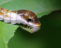 Spicebush Swallowtail Caterpillar, 4th Instar - Papilio troilus *The cluster of small dots on the side of the head capsule are the stemmata (simple eyes).<br />
<br />
Judging from the size and the bulging eye spots, I think this is a 4th instar cat.<br />
<br />
Habitat: Mixed forest<br />
https://www.jungledragon.com/image/121300/spicebush_swallowtail_caterpillar_4th_instar_-_papilio_troilus.html<br />
https://www.jungledragon.com/image/121305/spicebush_swallowtail_caterpillar_4th_instar_-_papilio_troilus.html<br />
https://www.jungledragon.com/image/121304/spicebush_swallowtail_caterpillar_4th_instar_-_papilio_troilus.html<br />
https://www.jungledragon.com/image/121303/spicebush_swallowtail_caterpillar_4th_instar_-_papilio_troilus.html<br />
https://www.jungledragon.com/image/121302/spicebush_swallowtail_caterpillar_4th_instar_-_papilio_troilus.html<br />
https://www.jungledragon.com/image/121301/spicebush_swallowtail_caterpillar_4th_instar_-_papilio_troilus.html Geotagged,Papilio troilus,Spicebush Swallowtail,Summer,United States