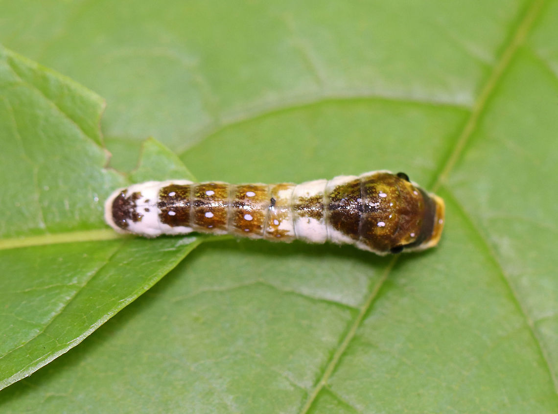 Spicebush Swallowtail Caterpillar, 4th Instar - Papilio troilus Judging from the size and the bulging eye spots, I think this is a 4th instar cat.<br />
<br />
Habitat: Mixed forest<br />
<figure class="photo"><a href="https://www.jungledragon.com/image/121300/spicebush_swallowtail_caterpillar_4th_instar_-_papilio_troilus.html" title="Spicebush Swallowtail Caterpillar, 4th Instar - Papilio troilus"><img src="https://s3.amazonaws.com/media.jungledragon.com/images/3232/121300_thumb.jpg?AWSAccessKeyId=05GMT0V3GWVNE7GGM1R2&Expires=1763596810&Signature=oPebdsB2Uz7NDZuNemBGk5BI7KY%3D" width="200" height="158" alt="Spicebush Swallowtail Caterpillar, 4th Instar - Papilio troilus *The cluster of small dots on the side of the head capsule are the stemmata (simple eyes).<br />
<br />
Judging from the size and the bulging eye spots, I think this is a 4th instar cat.<br />
<br />
Habitat: Mixed forest<br />
https://www.jungledragon.com/image/121300/spicebush_swallowtail_caterpillar_4th_instar_-_papilio_troilus.html<br />
https://www.jungledragon.com/image/121305/spicebush_swallowtail_caterpillar_4th_instar_-_papilio_troilus.html<br />
https://www.jungledragon.com/image/121304/spicebush_swallowtail_caterpillar_4th_instar_-_papilio_troilus.html<br />
https://www.jungledragon.com/image/121303/spicebush_swallowtail_caterpillar_4th_instar_-_papilio_troilus.html<br />
https://www.jungledragon.com/image/121302/spicebush_swallowtail_caterpillar_4th_instar_-_papilio_troilus.html<br />
https://www.jungledragon.com/image/121301/spicebush_swallowtail_caterpillar_4th_instar_-_papilio_troilus.html Geotagged,Papilio troilus,Spicebush Swallowtail,Summer,United States" /></a></figure><br />
<figure class="photo"><a href="https://www.jungledragon.com/image/121305/spicebush_swallowtail_caterpillar_4th_instar_-_papilio_troilus.html" title="Spicebush Swallowtail Caterpillar, 4th Instar - Papilio troilus"><img src="https://s3.amazonaws.com/media.jungledragon.com/images/3232/121305_thumb.jpg?AWSAccessKeyId=05GMT0V3GWVNE7GGM1R2&Expires=1763596810&Signature=uMxw10LTGCv%2BTJQzd79pxjnp8xY%3D" width="130" height="152" alt="Spicebush Swallowtail Caterpillar, 4th Instar - Papilio troilus Judging from the size and the bulging eye spots, I think this is a 4th instar cat.<br />
<br />
Habitat: Mixed forest<br />
https://www.jungledragon.com/image/121300/spicebush_swallowtail_caterpillar_4th_instar_-_papilio_troilus.html<br />
https://www.jungledragon.com/image/121305/spicebush_swallowtail_caterpillar_4th_instar_-_papilio_troilus.html<br />
https://www.jungledragon.com/image/121304/spicebush_swallowtail_caterpillar_4th_instar_-_papilio_troilus.html<br />
https://www.jungledragon.com/image/121303/spicebush_swallowtail_caterpillar_4th_instar_-_papilio_troilus.html<br />
https://www.jungledragon.com/image/121302/spicebush_swallowtail_caterpillar_4th_instar_-_papilio_troilus.html<br />
https://www.jungledragon.com/image/121301/spicebush_swallowtail_caterpillar_4th_instar_-_papilio_troilus.html Geotagged,Papilio troilus,Spicebush Swallowtail,Summer,United States" /></a></figure><br />
<figure class="photo"><a href="https://www.jungledragon.com/image/121304/spicebush_swallowtail_caterpillar_4th_instar_-_papilio_troilus.html" title="Spicebush Swallowtail Caterpillar, 4th Instar - Papilio troilus"><img src="https://s3.amazonaws.com/media.jungledragon.com/images/3232/121304_thumb.jpg?AWSAccessKeyId=05GMT0V3GWVNE7GGM1R2&Expires=1763596810&Signature=K9lW6dfoYQb0ocVSBQKBAYAwK%2FU%3D" width="200" height="156" alt="Spicebush Swallowtail Caterpillar, 4th Instar - Papilio troilus Judging from the size and the bulging eye spots, I think this is a 4th instar cat.<br />
<br />
Habitat: Mixed forest<br />
https://www.jungledragon.com/image/121300/spicebush_swallowtail_caterpillar_4th_instar_-_papilio_troilus.html<br />
https://www.jungledragon.com/image/121305/spicebush_swallowtail_caterpillar_4th_instar_-_papilio_troilus.html<br />
https://www.jungledragon.com/image/121304/spicebush_swallowtail_caterpillar_4th_instar_-_papilio_troilus.html<br />
https://www.jungledragon.com/image/121303/spicebush_swallowtail_caterpillar_4th_instar_-_papilio_troilus.html<br />
https://www.jungledragon.com/image/121302/spicebush_swallowtail_caterpillar_4th_instar_-_papilio_troilus.html<br />
https://www.jungledragon.com/image/121301/spicebush_swallowtail_caterpillar_4th_instar_-_papilio_troilus.html Geotagged,Papilio,Papilio troilus,Spicebush Swallowtail,Summer,United States,caterpillar,larva,swallowtail caterpillar" /></a></figure><br />
<figure class="photo"><a href="https://www.jungledragon.com/image/121303/spicebush_swallowtail_caterpillar_4th_instar_-_papilio_troilus.html" title="Spicebush Swallowtail Caterpillar, 4th Instar - Papilio troilus"><img src="https://s3.amazonaws.com/media.jungledragon.com/images/3232/121303_thumb.jpg?AWSAccessKeyId=05GMT0V3GWVNE7GGM1R2&Expires=1763596810&Signature=7iJ%2FwZALGywugh1T308XhqAcafs%3D" width="200" height="166" alt="Spicebush Swallowtail Caterpillar, 4th Instar - Papilio troilus Judging from the size and the bulging eye spots, I think this is a 4th instar cat.<br />
<br />
Habitat: Mixed forest<br />
https://www.jungledragon.com/image/121300/spicebush_swallowtail_caterpillar_4th_instar_-_papilio_troilus.html<br />
https://www.jungledragon.com/image/121305/spicebush_swallowtail_caterpillar_4th_instar_-_papilio_troilus.html<br />
https://www.jungledragon.com/image/121304/spicebush_swallowtail_caterpillar_4th_instar_-_papilio_troilus.html<br />
https://www.jungledragon.com/image/121303/spicebush_swallowtail_caterpillar_4th_instar_-_papilio_troilus.html<br />
https://www.jungledragon.com/image/121302/spicebush_swallowtail_caterpillar_4th_instar_-_papilio_troilus.html<br />
https://www.jungledragon.com/image/121301/spicebush_swallowtail_caterpillar_4th_instar_-_papilio_troilus.html Geotagged,Papilio troilus,Spicebush Swallowtail,Summer,United States" /></a></figure><br />
<figure class="photo"><a href="https://www.jungledragon.com/image/121302/spicebush_swallowtail_caterpillar_4th_instar_-_papilio_troilus.html" title="Spicebush Swallowtail Caterpillar, 4th Instar - Papilio troilus"><img src="https://s3.amazonaws.com/media.jungledragon.com/images/3232/121302_thumb.jpg?AWSAccessKeyId=05GMT0V3GWVNE7GGM1R2&Expires=1763596810&Signature=P7jOudH0vB%2BnOOoBPNhDh61V8sE%3D" width="200" height="156" alt="Spicebush Swallowtail Caterpillar, 4th Instar - Papilio troilus Judging from the size and the bulging eye spots, I think this is a 4th instar cat.<br />
<br />
Habitat: Mixed forest<br />
https://www.jungledragon.com/image/121300/spicebush_swallowtail_caterpillar_4th_instar_-_papilio_troilus.html<br />
https://www.jungledragon.com/image/121305/spicebush_swallowtail_caterpillar_4th_instar_-_papilio_troilus.html<br />
https://www.jungledragon.com/image/121304/spicebush_swallowtail_caterpillar_4th_instar_-_papilio_troilus.html<br />
https://www.jungledragon.com/image/121303/spicebush_swallowtail_caterpillar_4th_instar_-_papilio_troilus.html<br />
https://www.jungledragon.com/image/121302/spicebush_swallowtail_caterpillar_4th_instar_-_papilio_troilus.html<br />
https://www.jungledragon.com/image/121301/spicebush_swallowtail_caterpillar_4th_instar_-_papilio_troilus.html Geotagged,Papilio troilus,Spicebush Swallowtail,Summer,United States" /></a></figure><br />
<figure class="photo"><a href="https://www.jungledragon.com/image/121301/spicebush_swallowtail_caterpillar_4th_instar_-_papilio_troilus.html" title="Spicebush Swallowtail Caterpillar, 4th Instar - Papilio troilus"><img src="https://s3.amazonaws.com/media.jungledragon.com/images/3232/121301_thumb.jpg?AWSAccessKeyId=05GMT0V3GWVNE7GGM1R2&Expires=1763596810&Signature=u7NTvS%2BYDQuj5HV8wnD6DWee0d8%3D" width="200" height="150" alt="Spicebush Swallowtail Caterpillar, 4th Instar - Papilio troilus Judging from the size and the bulging eye spots, I think this is a 4th instar cat.<br />
<br />
Habitat: Mixed forest<br />
https://www.jungledragon.com/image/121300/spicebush_swallowtail_caterpillar_4th_instar_-_papilio_troilus.html<br />
https://www.jungledragon.com/image/121305/spicebush_swallowtail_caterpillar_4th_instar_-_papilio_troilus.html<br />
https://www.jungledragon.com/image/121304/spicebush_swallowtail_caterpillar_4th_instar_-_papilio_troilus.html<br />
https://www.jungledragon.com/image/121303/spicebush_swallowtail_caterpillar_4th_instar_-_papilio_troilus.html<br />
https://www.jungledragon.com/image/121302/spicebush_swallowtail_caterpillar_4th_instar_-_papilio_troilus.html<br />
https://www.jungledragon.com/image/121301/spicebush_swallowtail_caterpillar_4th_instar_-_papilio_troilus.html Geotagged,Papilio troilus,Spicebush Swallowtail,Summer,United States" /></a></figure> Geotagged,Papilio troilus,Spicebush Swallowtail,Summer,United States