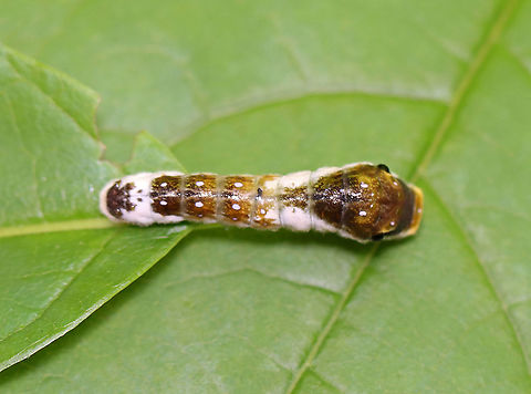 Spicebush Swallowtail Caterpillar, 4th Instar - Papilio troilus Judging from the size and the bulging eye spots, I think this is a 4th instar cat.

Habitat: Mixed forest
https://www.jungledragon.com/image/121300/spicebush_swallowtail_caterpillar_4th_instar_-_papilio_troilus.html
https://www.jungledragon.com/image/121305/spicebush_swallowtail_caterpillar_4th_instar_-_papilio_troilus.html
https://www.jungledragon.com/image/121304/spicebush_swallowtail_caterpillar_4th_instar_-_papilio_troilus.html
https://www.jungledragon.com/image/121303/spicebush_swallowtail_caterpillar_4th_instar_-_papilio_troilus.html
https://www.jungledragon.com/image/121302/spicebush_swallowtail_caterpillar_4th_instar_-_papilio_troilus.html
https://www.jungledragon.com/image/121301/spicebush_swallowtail_caterpillar_4th_instar_-_papilio_troilus.html Geotagged,Papilio troilus,Spicebush Swallowtail,Summer,United States