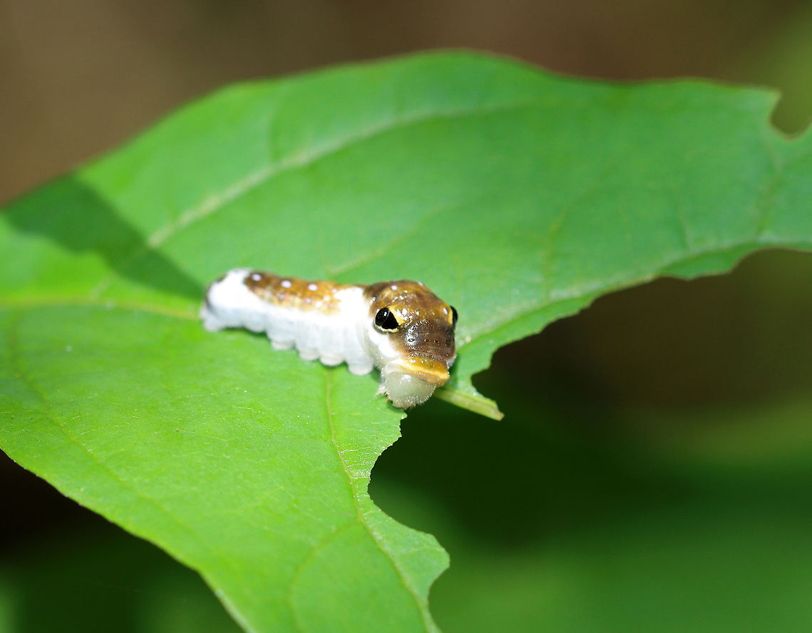 Spicebush Swallowtail Caterpillar, 4th Instar - Papilio troilus Judging from the size and the bulging eye spots, I think this is a 4th instar cat.<br />
<br />
Habitat: Mixed forest<br />
<figure class="photo"><a href="https://www.jungledragon.com/image/121300/spicebush_swallowtail_caterpillar_4th_instar_-_papilio_troilus.html" title="Spicebush Swallowtail Caterpillar, 4th Instar - Papilio troilus"><img src="https://s3.amazonaws.com/media.jungledragon.com/images/3232/121300_thumb.jpg?AWSAccessKeyId=05GMT0V3GWVNE7GGM1R2&Expires=1759968010&Signature=iwrB9cZw3fhBWgQ97x3Uq8JCbYo%3D" width="200" height="158" alt="Spicebush Swallowtail Caterpillar, 4th Instar - Papilio troilus *The cluster of small dots on the side of the head capsule are the stemmata (simple eyes).<br />
<br />
Judging from the size and the bulging eye spots, I think this is a 4th instar cat.<br />
<br />
Habitat: Mixed forest<br />
https://www.jungledragon.com/image/121300/spicebush_swallowtail_caterpillar_4th_instar_-_papilio_troilus.html<br />
https://www.jungledragon.com/image/121305/spicebush_swallowtail_caterpillar_4th_instar_-_papilio_troilus.html<br />
https://www.jungledragon.com/image/121304/spicebush_swallowtail_caterpillar_4th_instar_-_papilio_troilus.html<br />
https://www.jungledragon.com/image/121303/spicebush_swallowtail_caterpillar_4th_instar_-_papilio_troilus.html<br />
https://www.jungledragon.com/image/121302/spicebush_swallowtail_caterpillar_4th_instar_-_papilio_troilus.html<br />
https://www.jungledragon.com/image/121301/spicebush_swallowtail_caterpillar_4th_instar_-_papilio_troilus.html Geotagged,Papilio troilus,Spicebush Swallowtail,Summer,United States" /></a></figure><br />
<figure class="photo"><a href="https://www.jungledragon.com/image/121305/spicebush_swallowtail_caterpillar_4th_instar_-_papilio_troilus.html" title="Spicebush Swallowtail Caterpillar, 4th Instar - Papilio troilus"><img src="https://s3.amazonaws.com/media.jungledragon.com/images/3232/121305_thumb.jpg?AWSAccessKeyId=05GMT0V3GWVNE7GGM1R2&Expires=1759968010&Signature=nZ76bFx7Cla6OwLOdsdUSW2j1%2FE%3D" width="130" height="152" alt="Spicebush Swallowtail Caterpillar, 4th Instar - Papilio troilus Judging from the size and the bulging eye spots, I think this is a 4th instar cat.<br />
<br />
Habitat: Mixed forest<br />
https://www.jungledragon.com/image/121300/spicebush_swallowtail_caterpillar_4th_instar_-_papilio_troilus.html<br />
https://www.jungledragon.com/image/121305/spicebush_swallowtail_caterpillar_4th_instar_-_papilio_troilus.html<br />
https://www.jungledragon.com/image/121304/spicebush_swallowtail_caterpillar_4th_instar_-_papilio_troilus.html<br />
https://www.jungledragon.com/image/121303/spicebush_swallowtail_caterpillar_4th_instar_-_papilio_troilus.html<br />
https://www.jungledragon.com/image/121302/spicebush_swallowtail_caterpillar_4th_instar_-_papilio_troilus.html<br />
https://www.jungledragon.com/image/121301/spicebush_swallowtail_caterpillar_4th_instar_-_papilio_troilus.html Geotagged,Papilio troilus,Spicebush Swallowtail,Summer,United States" /></a></figure><br />
<figure class="photo"><a href="https://www.jungledragon.com/image/121304/spicebush_swallowtail_caterpillar_4th_instar_-_papilio_troilus.html" title="Spicebush Swallowtail Caterpillar, 4th Instar - Papilio troilus"><img src="https://s3.amazonaws.com/media.jungledragon.com/images/3232/121304_thumb.jpg?AWSAccessKeyId=05GMT0V3GWVNE7GGM1R2&Expires=1759968010&Signature=9OYcnZX%2FMUb0RQC1KSdr6hY5w%2FE%3D" width="200" height="156" alt="Spicebush Swallowtail Caterpillar, 4th Instar - Papilio troilus Judging from the size and the bulging eye spots, I think this is a 4th instar cat.<br />
<br />
Habitat: Mixed forest<br />
https://www.jungledragon.com/image/121300/spicebush_swallowtail_caterpillar_4th_instar_-_papilio_troilus.html<br />
https://www.jungledragon.com/image/121305/spicebush_swallowtail_caterpillar_4th_instar_-_papilio_troilus.html<br />
https://www.jungledragon.com/image/121304/spicebush_swallowtail_caterpillar_4th_instar_-_papilio_troilus.html<br />
https://www.jungledragon.com/image/121303/spicebush_swallowtail_caterpillar_4th_instar_-_papilio_troilus.html<br />
https://www.jungledragon.com/image/121302/spicebush_swallowtail_caterpillar_4th_instar_-_papilio_troilus.html<br />
https://www.jungledragon.com/image/121301/spicebush_swallowtail_caterpillar_4th_instar_-_papilio_troilus.html Geotagged,Papilio,Papilio troilus,Spicebush Swallowtail,Summer,United States,caterpillar,larva,swallowtail caterpillar" /></a></figure><br />
<figure class="photo"><a href="https://www.jungledragon.com/image/121303/spicebush_swallowtail_caterpillar_4th_instar_-_papilio_troilus.html" title="Spicebush Swallowtail Caterpillar, 4th Instar - Papilio troilus"><img src="https://s3.amazonaws.com/media.jungledragon.com/images/3232/121303_thumb.jpg?AWSAccessKeyId=05GMT0V3GWVNE7GGM1R2&Expires=1759968010&Signature=QstzBjt3MEnjTE2tBiCCBjg4z7U%3D" width="200" height="166" alt="Spicebush Swallowtail Caterpillar, 4th Instar - Papilio troilus Judging from the size and the bulging eye spots, I think this is a 4th instar cat.<br />
<br />
Habitat: Mixed forest<br />
https://www.jungledragon.com/image/121300/spicebush_swallowtail_caterpillar_4th_instar_-_papilio_troilus.html<br />
https://www.jungledragon.com/image/121305/spicebush_swallowtail_caterpillar_4th_instar_-_papilio_troilus.html<br />
https://www.jungledragon.com/image/121304/spicebush_swallowtail_caterpillar_4th_instar_-_papilio_troilus.html<br />
https://www.jungledragon.com/image/121303/spicebush_swallowtail_caterpillar_4th_instar_-_papilio_troilus.html<br />
https://www.jungledragon.com/image/121302/spicebush_swallowtail_caterpillar_4th_instar_-_papilio_troilus.html<br />
https://www.jungledragon.com/image/121301/spicebush_swallowtail_caterpillar_4th_instar_-_papilio_troilus.html Geotagged,Papilio troilus,Spicebush Swallowtail,Summer,United States" /></a></figure><br />
<figure class="photo"><a href="https://www.jungledragon.com/image/121302/spicebush_swallowtail_caterpillar_4th_instar_-_papilio_troilus.html" title="Spicebush Swallowtail Caterpillar, 4th Instar - Papilio troilus"><img src="https://s3.amazonaws.com/media.jungledragon.com/images/3232/121302_thumb.jpg?AWSAccessKeyId=05GMT0V3GWVNE7GGM1R2&Expires=1759968010&Signature=ngHd9Kd3gC4kOsDH%2Fk3tYkTrMg8%3D" width="200" height="156" alt="Spicebush Swallowtail Caterpillar, 4th Instar - Papilio troilus Judging from the size and the bulging eye spots, I think this is a 4th instar cat.<br />
<br />
Habitat: Mixed forest<br />
https://www.jungledragon.com/image/121300/spicebush_swallowtail_caterpillar_4th_instar_-_papilio_troilus.html<br />
https://www.jungledragon.com/image/121305/spicebush_swallowtail_caterpillar_4th_instar_-_papilio_troilus.html<br />
https://www.jungledragon.com/image/121304/spicebush_swallowtail_caterpillar_4th_instar_-_papilio_troilus.html<br />
https://www.jungledragon.com/image/121303/spicebush_swallowtail_caterpillar_4th_instar_-_papilio_troilus.html<br />
https://www.jungledragon.com/image/121302/spicebush_swallowtail_caterpillar_4th_instar_-_papilio_troilus.html<br />
https://www.jungledragon.com/image/121301/spicebush_swallowtail_caterpillar_4th_instar_-_papilio_troilus.html Geotagged,Papilio troilus,Spicebush Swallowtail,Summer,United States" /></a></figure><br />
<figure class="photo"><a href="https://www.jungledragon.com/image/121301/spicebush_swallowtail_caterpillar_4th_instar_-_papilio_troilus.html" title="Spicebush Swallowtail Caterpillar, 4th Instar - Papilio troilus"><img src="https://s3.amazonaws.com/media.jungledragon.com/images/3232/121301_thumb.jpg?AWSAccessKeyId=05GMT0V3GWVNE7GGM1R2&Expires=1759968010&Signature=y4bncNZs7J4uM8DLbdx9wieFnNM%3D" width="200" height="150" alt="Spicebush Swallowtail Caterpillar, 4th Instar - Papilio troilus Judging from the size and the bulging eye spots, I think this is a 4th instar cat.<br />
<br />
Habitat: Mixed forest<br />
https://www.jungledragon.com/image/121300/spicebush_swallowtail_caterpillar_4th_instar_-_papilio_troilus.html<br />
https://www.jungledragon.com/image/121305/spicebush_swallowtail_caterpillar_4th_instar_-_papilio_troilus.html<br />
https://www.jungledragon.com/image/121304/spicebush_swallowtail_caterpillar_4th_instar_-_papilio_troilus.html<br />
https://www.jungledragon.com/image/121303/spicebush_swallowtail_caterpillar_4th_instar_-_papilio_troilus.html<br />
https://www.jungledragon.com/image/121302/spicebush_swallowtail_caterpillar_4th_instar_-_papilio_troilus.html<br />
https://www.jungledragon.com/image/121301/spicebush_swallowtail_caterpillar_4th_instar_-_papilio_troilus.html Geotagged,Papilio troilus,Spicebush Swallowtail,Summer,United States" /></a></figure> Geotagged,Papilio troilus,Spicebush Swallowtail,Summer,United States