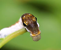 Spicebush Swallowtail Caterpillar, 4th Instar - Papilio troilus Judging from the size and the bulging eye spots, I think this is a 4th instar cat.<br />
<br />
Habitat: Mixed forest<br />
https://www.jungledragon.com/image/121300/spicebush_swallowtail_caterpillar_4th_instar_-_papilio_troilus.html<br />
https://www.jungledragon.com/image/121305/spicebush_swallowtail_caterpillar_4th_instar_-_papilio_troilus.html<br />
https://www.jungledragon.com/image/121304/spicebush_swallowtail_caterpillar_4th_instar_-_papilio_troilus.html<br />
https://www.jungledragon.com/image/121303/spicebush_swallowtail_caterpillar_4th_instar_-_papilio_troilus.html<br />
https://www.jungledragon.com/image/121302/spicebush_swallowtail_caterpillar_4th_instar_-_papilio_troilus.html<br />
https://www.jungledragon.com/image/121301/spicebush_swallowtail_caterpillar_4th_instar_-_papilio_troilus.html Geotagged,Papilio troilus,Spicebush Swallowtail,Summer,United States