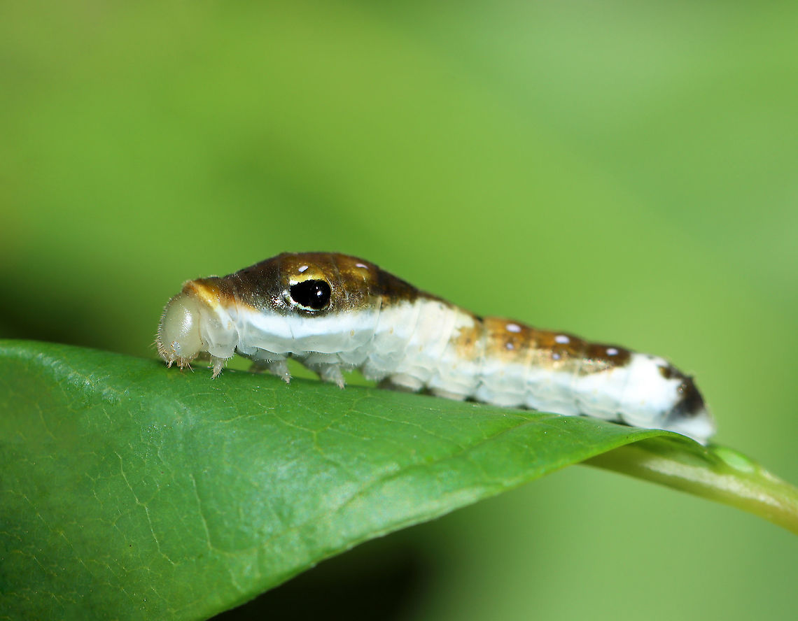 Spicebush Swallowtail Caterpillar, 4th Instar - Papilio troilus Judging from the size and the bulging eye spots, I think this is a 4th instar cat.<br />
<br />
Habitat: Mixed forest<br />
<figure class="photo"><a href="https://www.jungledragon.com/image/121300/spicebush_swallowtail_caterpillar_4th_instar_-_papilio_troilus.html" title="Spicebush Swallowtail Caterpillar, 4th Instar - Papilio troilus"><img src="https://s3.amazonaws.com/media.jungledragon.com/images/3232/121300_thumb.jpg?AWSAccessKeyId=05GMT0V3GWVNE7GGM1R2&Expires=1759968010&Signature=iwrB9cZw3fhBWgQ97x3Uq8JCbYo%3D" width="200" height="158" alt="Spicebush Swallowtail Caterpillar, 4th Instar - Papilio troilus *The cluster of small dots on the side of the head capsule are the stemmata (simple eyes).<br />
<br />
Judging from the size and the bulging eye spots, I think this is a 4th instar cat.<br />
<br />
Habitat: Mixed forest<br />
https://www.jungledragon.com/image/121300/spicebush_swallowtail_caterpillar_4th_instar_-_papilio_troilus.html<br />
https://www.jungledragon.com/image/121305/spicebush_swallowtail_caterpillar_4th_instar_-_papilio_troilus.html<br />
https://www.jungledragon.com/image/121304/spicebush_swallowtail_caterpillar_4th_instar_-_papilio_troilus.html<br />
https://www.jungledragon.com/image/121303/spicebush_swallowtail_caterpillar_4th_instar_-_papilio_troilus.html<br />
https://www.jungledragon.com/image/121302/spicebush_swallowtail_caterpillar_4th_instar_-_papilio_troilus.html<br />
https://www.jungledragon.com/image/121301/spicebush_swallowtail_caterpillar_4th_instar_-_papilio_troilus.html Geotagged,Papilio troilus,Spicebush Swallowtail,Summer,United States" /></a></figure><br />
<figure class="photo"><a href="https://www.jungledragon.com/image/121305/spicebush_swallowtail_caterpillar_4th_instar_-_papilio_troilus.html" title="Spicebush Swallowtail Caterpillar, 4th Instar - Papilio troilus"><img src="https://s3.amazonaws.com/media.jungledragon.com/images/3232/121305_thumb.jpg?AWSAccessKeyId=05GMT0V3GWVNE7GGM1R2&Expires=1759968010&Signature=nZ76bFx7Cla6OwLOdsdUSW2j1%2FE%3D" width="130" height="152" alt="Spicebush Swallowtail Caterpillar, 4th Instar - Papilio troilus Judging from the size and the bulging eye spots, I think this is a 4th instar cat.<br />
<br />
Habitat: Mixed forest<br />
https://www.jungledragon.com/image/121300/spicebush_swallowtail_caterpillar_4th_instar_-_papilio_troilus.html<br />
https://www.jungledragon.com/image/121305/spicebush_swallowtail_caterpillar_4th_instar_-_papilio_troilus.html<br />
https://www.jungledragon.com/image/121304/spicebush_swallowtail_caterpillar_4th_instar_-_papilio_troilus.html<br />
https://www.jungledragon.com/image/121303/spicebush_swallowtail_caterpillar_4th_instar_-_papilio_troilus.html<br />
https://www.jungledragon.com/image/121302/spicebush_swallowtail_caterpillar_4th_instar_-_papilio_troilus.html<br />
https://www.jungledragon.com/image/121301/spicebush_swallowtail_caterpillar_4th_instar_-_papilio_troilus.html Geotagged,Papilio troilus,Spicebush Swallowtail,Summer,United States" /></a></figure><br />
<figure class="photo"><a href="https://www.jungledragon.com/image/121304/spicebush_swallowtail_caterpillar_4th_instar_-_papilio_troilus.html" title="Spicebush Swallowtail Caterpillar, 4th Instar - Papilio troilus"><img src="https://s3.amazonaws.com/media.jungledragon.com/images/3232/121304_thumb.jpg?AWSAccessKeyId=05GMT0V3GWVNE7GGM1R2&Expires=1759968010&Signature=9OYcnZX%2FMUb0RQC1KSdr6hY5w%2FE%3D" width="200" height="156" alt="Spicebush Swallowtail Caterpillar, 4th Instar - Papilio troilus Judging from the size and the bulging eye spots, I think this is a 4th instar cat.<br />
<br />
Habitat: Mixed forest<br />
https://www.jungledragon.com/image/121300/spicebush_swallowtail_caterpillar_4th_instar_-_papilio_troilus.html<br />
https://www.jungledragon.com/image/121305/spicebush_swallowtail_caterpillar_4th_instar_-_papilio_troilus.html<br />
https://www.jungledragon.com/image/121304/spicebush_swallowtail_caterpillar_4th_instar_-_papilio_troilus.html<br />
https://www.jungledragon.com/image/121303/spicebush_swallowtail_caterpillar_4th_instar_-_papilio_troilus.html<br />
https://www.jungledragon.com/image/121302/spicebush_swallowtail_caterpillar_4th_instar_-_papilio_troilus.html<br />
https://www.jungledragon.com/image/121301/spicebush_swallowtail_caterpillar_4th_instar_-_papilio_troilus.html Geotagged,Papilio,Papilio troilus,Spicebush Swallowtail,Summer,United States,caterpillar,larva,swallowtail caterpillar" /></a></figure><br />
<figure class="photo"><a href="https://www.jungledragon.com/image/121303/spicebush_swallowtail_caterpillar_4th_instar_-_papilio_troilus.html" title="Spicebush Swallowtail Caterpillar, 4th Instar - Papilio troilus"><img src="https://s3.amazonaws.com/media.jungledragon.com/images/3232/121303_thumb.jpg?AWSAccessKeyId=05GMT0V3GWVNE7GGM1R2&Expires=1759968010&Signature=QstzBjt3MEnjTE2tBiCCBjg4z7U%3D" width="200" height="166" alt="Spicebush Swallowtail Caterpillar, 4th Instar - Papilio troilus Judging from the size and the bulging eye spots, I think this is a 4th instar cat.<br />
<br />
Habitat: Mixed forest<br />
https://www.jungledragon.com/image/121300/spicebush_swallowtail_caterpillar_4th_instar_-_papilio_troilus.html<br />
https://www.jungledragon.com/image/121305/spicebush_swallowtail_caterpillar_4th_instar_-_papilio_troilus.html<br />
https://www.jungledragon.com/image/121304/spicebush_swallowtail_caterpillar_4th_instar_-_papilio_troilus.html<br />
https://www.jungledragon.com/image/121303/spicebush_swallowtail_caterpillar_4th_instar_-_papilio_troilus.html<br />
https://www.jungledragon.com/image/121302/spicebush_swallowtail_caterpillar_4th_instar_-_papilio_troilus.html<br />
https://www.jungledragon.com/image/121301/spicebush_swallowtail_caterpillar_4th_instar_-_papilio_troilus.html Geotagged,Papilio troilus,Spicebush Swallowtail,Summer,United States" /></a></figure><br />
<figure class="photo"><a href="https://www.jungledragon.com/image/121302/spicebush_swallowtail_caterpillar_4th_instar_-_papilio_troilus.html" title="Spicebush Swallowtail Caterpillar, 4th Instar - Papilio troilus"><img src="https://s3.amazonaws.com/media.jungledragon.com/images/3232/121302_thumb.jpg?AWSAccessKeyId=05GMT0V3GWVNE7GGM1R2&Expires=1759968010&Signature=ngHd9Kd3gC4kOsDH%2Fk3tYkTrMg8%3D" width="200" height="156" alt="Spicebush Swallowtail Caterpillar, 4th Instar - Papilio troilus Judging from the size and the bulging eye spots, I think this is a 4th instar cat.<br />
<br />
Habitat: Mixed forest<br />
https://www.jungledragon.com/image/121300/spicebush_swallowtail_caterpillar_4th_instar_-_papilio_troilus.html<br />
https://www.jungledragon.com/image/121305/spicebush_swallowtail_caterpillar_4th_instar_-_papilio_troilus.html<br />
https://www.jungledragon.com/image/121304/spicebush_swallowtail_caterpillar_4th_instar_-_papilio_troilus.html<br />
https://www.jungledragon.com/image/121303/spicebush_swallowtail_caterpillar_4th_instar_-_papilio_troilus.html<br />
https://www.jungledragon.com/image/121302/spicebush_swallowtail_caterpillar_4th_instar_-_papilio_troilus.html<br />
https://www.jungledragon.com/image/121301/spicebush_swallowtail_caterpillar_4th_instar_-_papilio_troilus.html Geotagged,Papilio troilus,Spicebush Swallowtail,Summer,United States" /></a></figure><br />
<figure class="photo"><a href="https://www.jungledragon.com/image/121301/spicebush_swallowtail_caterpillar_4th_instar_-_papilio_troilus.html" title="Spicebush Swallowtail Caterpillar, 4th Instar - Papilio troilus"><img src="https://s3.amazonaws.com/media.jungledragon.com/images/3232/121301_thumb.jpg?AWSAccessKeyId=05GMT0V3GWVNE7GGM1R2&Expires=1759968010&Signature=y4bncNZs7J4uM8DLbdx9wieFnNM%3D" width="200" height="150" alt="Spicebush Swallowtail Caterpillar, 4th Instar - Papilio troilus Judging from the size and the bulging eye spots, I think this is a 4th instar cat.<br />
<br />
Habitat: Mixed forest<br />
https://www.jungledragon.com/image/121300/spicebush_swallowtail_caterpillar_4th_instar_-_papilio_troilus.html<br />
https://www.jungledragon.com/image/121305/spicebush_swallowtail_caterpillar_4th_instar_-_papilio_troilus.html<br />
https://www.jungledragon.com/image/121304/spicebush_swallowtail_caterpillar_4th_instar_-_papilio_troilus.html<br />
https://www.jungledragon.com/image/121303/spicebush_swallowtail_caterpillar_4th_instar_-_papilio_troilus.html<br />
https://www.jungledragon.com/image/121302/spicebush_swallowtail_caterpillar_4th_instar_-_papilio_troilus.html<br />
https://www.jungledragon.com/image/121301/spicebush_swallowtail_caterpillar_4th_instar_-_papilio_troilus.html Geotagged,Papilio troilus,Spicebush Swallowtail,Summer,United States" /></a></figure> Geotagged,Papilio,Papilio troilus,Spicebush Swallowtail,Summer,United States,caterpillar,larva,swallowtail caterpillar