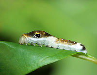 Spicebush Swallowtail Caterpillar, 4th Instar - Papilio troilus Judging from the size and the bulging eye spots, I think this is a 4th instar cat.<br />
<br />
Habitat: Mixed forest<br />
https://www.jungledragon.com/image/121300/spicebush_swallowtail_caterpillar_4th_instar_-_papilio_troilus.html<br />
https://www.jungledragon.com/image/121305/spicebush_swallowtail_caterpillar_4th_instar_-_papilio_troilus.html<br />
https://www.jungledragon.com/image/121304/spicebush_swallowtail_caterpillar_4th_instar_-_papilio_troilus.html<br />
https://www.jungledragon.com/image/121303/spicebush_swallowtail_caterpillar_4th_instar_-_papilio_troilus.html<br />
https://www.jungledragon.com/image/121302/spicebush_swallowtail_caterpillar_4th_instar_-_papilio_troilus.html<br />
https://www.jungledragon.com/image/121301/spicebush_swallowtail_caterpillar_4th_instar_-_papilio_troilus.html Geotagged,Papilio,Papilio troilus,Spicebush Swallowtail,Summer,United States,caterpillar,larva,swallowtail caterpillar