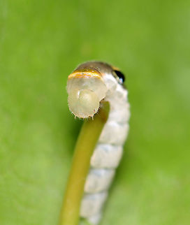 Spicebush Swallowtail Caterpillar, 4th Instar - Papilio troilus Judging from the size and the bulging eye spots, I think this is a 4th instar cat.

Habitat: Mixed forest
https://www.jungledragon.com/image/121300/spicebush_swallowtail_caterpillar_4th_instar_-_papilio_troilus.html
https://www.jungledragon.com/image/121305/spicebush_swallowtail_caterpillar_4th_instar_-_papilio_troilus.html
https://www.jungledragon.com/image/121304/spicebush_swallowtail_caterpillar_4th_instar_-_papilio_troilus.html
https://www.jungledragon.com/image/121303/spicebush_swallowtail_caterpillar_4th_instar_-_papilio_troilus.html
https://www.jungledragon.com/image/121302/spicebush_swallowtail_caterpillar_4th_instar_-_papilio_troilus.html
https://www.jungledragon.com/image/121301/spicebush_swallowtail_caterpillar_4th_instar_-_papilio_troilus.html Geotagged,Papilio troilus,Spicebush Swallowtail,Summer,United States