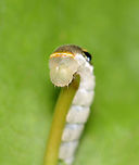 Spicebush Swallowtail Caterpillar, 4th Instar - Papilio troilus Judging from the size and the bulging eye spots, I think this is a 4th instar cat.<br />
<br />
Habitat: Mixed forest<br />
https://www.jungledragon.com/image/121300/spicebush_swallowtail_caterpillar_4th_instar_-_papilio_troilus.html<br />
https://www.jungledragon.com/image/121305/spicebush_swallowtail_caterpillar_4th_instar_-_papilio_troilus.html<br />
https://www.jungledragon.com/image/121304/spicebush_swallowtail_caterpillar_4th_instar_-_papilio_troilus.html<br />
https://www.jungledragon.com/image/121303/spicebush_swallowtail_caterpillar_4th_instar_-_papilio_troilus.html<br />
https://www.jungledragon.com/image/121302/spicebush_swallowtail_caterpillar_4th_instar_-_papilio_troilus.html<br />
https://www.jungledragon.com/image/121301/spicebush_swallowtail_caterpillar_4th_instar_-_papilio_troilus.html Geotagged,Papilio troilus,Spicebush Swallowtail,Summer,United States