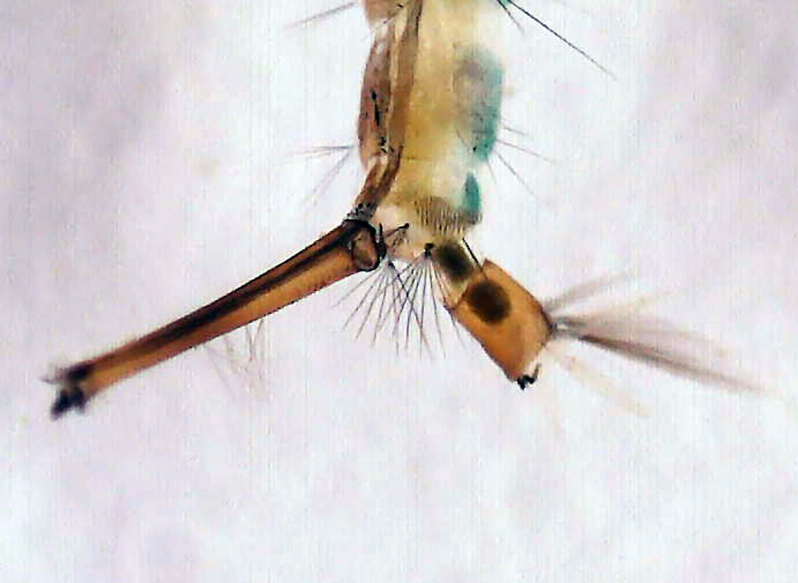 Common House Mosquito Larva (Siphon and Saddle) - Culex pipiens *Photo shows features important for identification<br />
<br />
Habitat: Collected in a small woodland pond and photographed under a microscope<br />
<figure class="photo"><a href="https://www.jungledragon.com/image/121306/common_house_mosquito_larva_siphon_and_saddle_-_culex_pipiens.html" title="Common House Mosquito Larva (Siphon and Saddle) - Culex pipiens"><img src="https://s3.amazonaws.com/media.jungledragon.com/images/3232/121306_thumb.jpg?AWSAccessKeyId=05GMT0V3GWVNE7GGM1R2&Expires=1763596810&Signature=1aBINfEjAzcSwTaScPNOL9ZmCNQ%3D" width="200" height="148" alt="Common House Mosquito Larva (Siphon and Saddle) - Culex pipiens *Photo shows features important for identification<br />
<br />
Habitat: Collected in a small woodland pond and photographed under a microscope<br />
https://www.jungledragon.com/image/121306/common_house_mosquito_larva_siphon_and_saddle_-_culex_pipiens.html<br />
https://www.jungledragon.com/image/121308/common_house_mosquito_larva_-_culex_pipiens.html<br />
https://www.jungledragon.com/image/121307/common_house_mosquito_larva_head_-_culex_pipiens.html Common House Mosquito,Culex pipiens,Geotagged,United States" /></a></figure><br />
<figure class="photo"><a href="https://www.jungledragon.com/image/121308/common_house_mosquito_larva_-_culex_pipiens.html" title="Common House Mosquito Larva - Culex pipiens"><img src="https://s3.amazonaws.com/media.jungledragon.com/images/3232/121308_thumb.jpg?AWSAccessKeyId=05GMT0V3GWVNE7GGM1R2&Expires=1763596810&Signature=7ZlyTjGZM%2FXiMVtFfwLgNlVOLsg%3D" width="120" height="152" alt="Common House Mosquito Larva - Culex pipiens Habitat: Collected in a small woodland pond and photographed under a microscope<br />
https://www.jungledragon.com/image/121306/common_house_mosquito_larva_siphon_and_saddle_-_culex_pipiens.html<br />
https://www.jungledragon.com/image/121308/common_house_mosquito_larva_-_culex_pipiens.html<br />
https://www.jungledragon.com/image/121307/common_house_mosquito_larva_head_-_culex_pipiens.html Common House Mosquito,Culex,Culex larva,Culex pipiens,Culex pipiens larva,Culicidae,Diptera,Geotagged,United States,larva,mosquito,mosquito larva" /></a></figure><br />
<figure class="photo"><a href="https://www.jungledragon.com/image/121307/common_house_mosquito_larva_head_-_culex_pipiens.html" title="Common House Mosquito Larva (Head) - Culex pipiens"><img src="https://s3.amazonaws.com/media.jungledragon.com/images/3232/121307_thumb.jpg?AWSAccessKeyId=05GMT0V3GWVNE7GGM1R2&Expires=1763596810&Signature=C8UNYdLoHCpYC%2BDC2wnrU%2B3rvj0%3D" width="200" height="168" alt="Common House Mosquito Larva (Head) - Culex pipiens *Photo shows features important for identification<br />
<br />
Habitat: Collected in a small woodland pond and photographed under a microscope<br />
https://www.jungledragon.com/image/121306/common_house_mosquito_larva_siphon_and_saddle_-_culex_pipiens.html<br />
https://www.jungledragon.com/image/121308/common_house_mosquito_larva_-_culex_pipiens.html<br />
https://www.jungledragon.com/image/121307/common_house_mosquito_larva_head_-_culex_pipiens.html Common House Mosquito,Culex pipiens,Geotagged,United States" /></a></figure> Common House Mosquito,Culex pipiens,Geotagged,United States