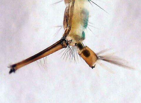 Common House Mosquito Larva (Siphon and Saddle) - Culex pipiens *Photo shows features important for identification

Habitat: Collected in a small woodland pond and photographed under a microscope
https://www.jungledragon.com/image/121306/common_house_mosquito_larva_siphon_and_saddle_-_culex_pipiens.html
https://www.jungledragon.com/image/121308/common_house_mosquito_larva_-_culex_pipiens.html
https://www.jungledragon.com/image/121307/common_house_mosquito_larva_head_-_culex_pipiens.html Common House Mosquito,Culex pipiens,Geotagged,United States