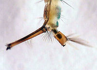 Common House Mosquito Larva (Siphon and Saddle) - Culex pipiens *Photo shows features important for identification<br />
<br />
Habitat: Collected in a small woodland pond and photographed under a microscope<br />
https://www.jungledragon.com/image/121306/common_house_mosquito_larva_siphon_and_saddle_-_culex_pipiens.html<br />
https://www.jungledragon.com/image/121308/common_house_mosquito_larva_-_culex_pipiens.html<br />
https://www.jungledragon.com/image/121307/common_house_mosquito_larva_head_-_culex_pipiens.html Common House Mosquito,Culex pipiens,Geotagged,United States