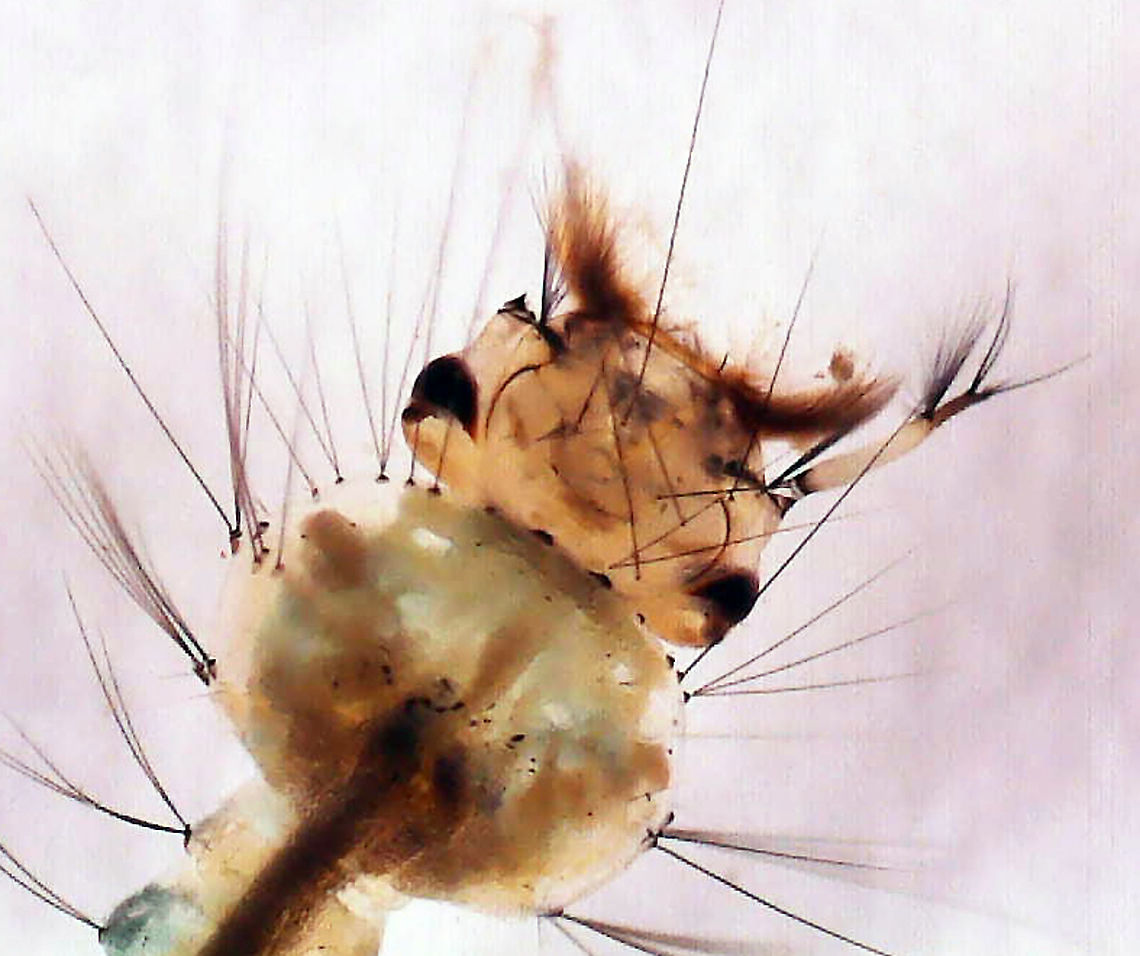 Common House Mosquito Larva (Head) - Culex pipiens *Photo shows features important for identification<br />
<br />
Habitat: Collected in a small woodland pond and photographed under a microscope<br />
<figure class="photo"><a href="https://www.jungledragon.com/image/121306/common_house_mosquito_larva_siphon_and_saddle_-_culex_pipiens.html" title="Common House Mosquito Larva (Siphon and Saddle) - Culex pipiens"><img src="https://s3.amazonaws.com/media.jungledragon.com/images/3232/121306_thumb.jpg?AWSAccessKeyId=05GMT0V3GWVNE7GGM1R2&Expires=1767225610&Signature=Dc97BFffC1DPZOHn%2FqmIiMH2TlI%3D" width="200" height="148" alt="Common House Mosquito Larva (Siphon and Saddle) - Culex pipiens *Photo shows features important for identification<br />
<br />
Habitat: Collected in a small woodland pond and photographed under a microscope<br />
https://www.jungledragon.com/image/121306/common_house_mosquito_larva_siphon_and_saddle_-_culex_pipiens.html<br />
https://www.jungledragon.com/image/121308/common_house_mosquito_larva_-_culex_pipiens.html<br />
https://www.jungledragon.com/image/121307/common_house_mosquito_larva_head_-_culex_pipiens.html Common House Mosquito,Culex pipiens,Geotagged,United States" /></a></figure><br />
<figure class="photo"><a href="https://www.jungledragon.com/image/121308/common_house_mosquito_larva_-_culex_pipiens.html" title="Common House Mosquito Larva - Culex pipiens"><img src="https://s3.amazonaws.com/media.jungledragon.com/images/3232/121308_thumb.jpg?AWSAccessKeyId=05GMT0V3GWVNE7GGM1R2&Expires=1767225610&Signature=K0clBZIWqGG%2BFf4nGXYGa%2BeMC7Q%3D" width="120" height="152" alt="Common House Mosquito Larva - Culex pipiens Habitat: Collected in a small woodland pond and photographed under a microscope<br />
https://www.jungledragon.com/image/121306/common_house_mosquito_larva_siphon_and_saddle_-_culex_pipiens.html<br />
https://www.jungledragon.com/image/121308/common_house_mosquito_larva_-_culex_pipiens.html<br />
https://www.jungledragon.com/image/121307/common_house_mosquito_larva_head_-_culex_pipiens.html Common House Mosquito,Culex,Culex larva,Culex pipiens,Culex pipiens larva,Culicidae,Diptera,Geotagged,United States,larva,mosquito,mosquito larva" /></a></figure><br />
<figure class="photo"><a href="https://www.jungledragon.com/image/121307/common_house_mosquito_larva_head_-_culex_pipiens.html" title="Common House Mosquito Larva (Head) - Culex pipiens"><img src="https://s3.amazonaws.com/media.jungledragon.com/images/3232/121307_thumb.jpg?AWSAccessKeyId=05GMT0V3GWVNE7GGM1R2&Expires=1767225610&Signature=1Lu5BLFqT5p3%2FONHL1bo3y0nMbI%3D" width="200" height="168" alt="Common House Mosquito Larva (Head) - Culex pipiens *Photo shows features important for identification<br />
<br />
Habitat: Collected in a small woodland pond and photographed under a microscope<br />
https://www.jungledragon.com/image/121306/common_house_mosquito_larva_siphon_and_saddle_-_culex_pipiens.html<br />
https://www.jungledragon.com/image/121308/common_house_mosquito_larva_-_culex_pipiens.html<br />
https://www.jungledragon.com/image/121307/common_house_mosquito_larva_head_-_culex_pipiens.html Common House Mosquito,Culex pipiens,Geotagged,United States" /></a></figure> Common House Mosquito,Culex pipiens,Geotagged,United States