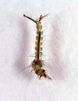 Common House Mosquito Larva - Culex pipiens Habitat: Collected in a small woodland pond and photographed under a microscope
https://www.jungledragon.com/image/121306/common_house_mosquito_larva_siphon_and_saddle_-_culex_pipiens.html
https://www.jungledragon.com/image/121308/common_house_mosquito_larva_-_culex_pipiens.html
https://www.jungledragon.com/image/121307/common_house_mosquito_larva_head_-_culex_pipiens.html Common House Mosquito,Culex,Culex larva,Culex pipiens,Culex pipiens larva,Culicidae,Diptera,Geotagged,United States,larva,mosquito,mosquito larva