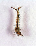 Common House Mosquito Larva - Culex pipiens Habitat: Collected in a small woodland pond and photographed under a microscope<br />
https://www.jungledragon.com/image/121306/common_house_mosquito_larva_siphon_and_saddle_-_culex_pipiens.html<br />
https://www.jungledragon.com/image/121308/common_house_mosquito_larva_-_culex_pipiens.html<br />
https://www.jungledragon.com/image/121307/common_house_mosquito_larva_head_-_culex_pipiens.html Common House Mosquito,Culex,Culex larva,Culex pipiens,Culex pipiens larva,Culicidae,Diptera,Geotagged,United States,larva,mosquito,mosquito larva