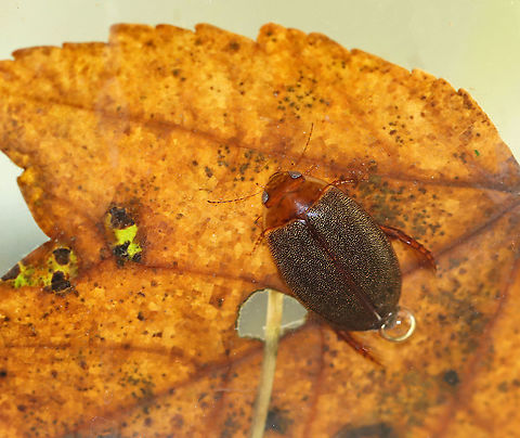 Predaceous Diving Beetle - Graphoderus liberus Streamlined, oval-shaped body; filamentous antennae; Segment A1 split into 2 parts by legs; elytra heavily speckled.

Habitat: Collected in a small, woodland pond Geotagged,Graphoderus,Graphoderus liberus,Predaceous Diving Beetle,Summer,United States,beetle
