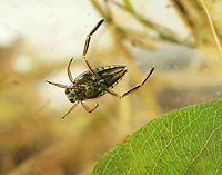 Backswimmer - Family Notonectidae These bugs swim upside-down, hence their common name. They can dive underwater by trapping air in their abdominal pockets. Thanks to this feature, they can remain submerged for up to 6 hours!<br />
<br />
Habitat: Collected from a pond<br />
https://www.jungledragon.com/image/121312/backswimmer_-_family_notonectidae.html<br />
 Geotagged,Notonectidae,Summer,United States,backswimmer
