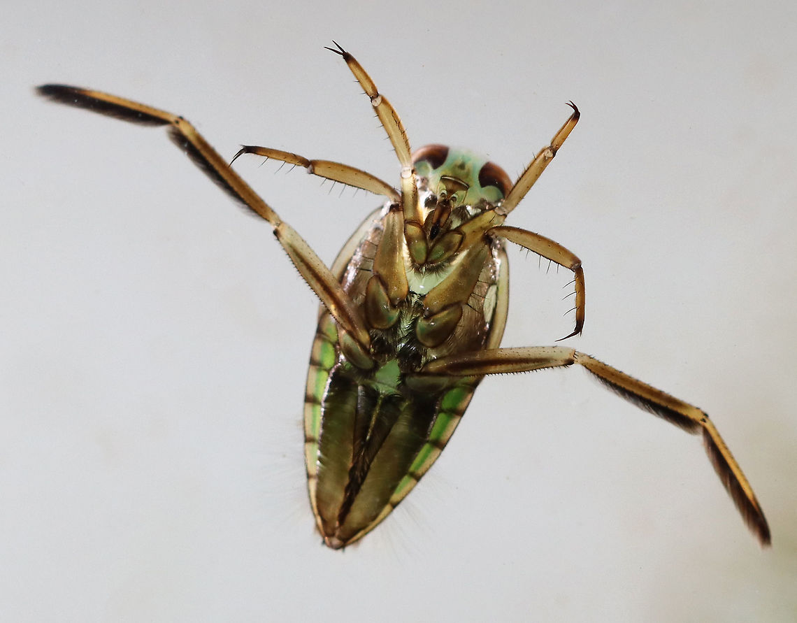 Backswimmer - Family Notonectidae These bugs swim upside-down, hence their common name. They can dive underwater by trapping air in their abdominal pockets. Thanks to this feature, they can remain submerged for up to 6 hours!<br />
<br />
*The dorsal surface of this insect is white and pale green. I haven't been able to get a photo of it yet.<br />
<br />
Habitat: Collected from a pond<br />
<figure class="photo"><a href="https://www.jungledragon.com/image/121310/backswimmer_-_family_notonectidae.html" title="Backswimmer - Family Notonectidae"><img src="https://s3.amazonaws.com/media.jungledragon.com/images/3232/121310_thumb.jpg?AWSAccessKeyId=05GMT0V3GWVNE7GGM1R2&Expires=1759968010&Signature=ymoWDotWNbxEoK4f%2Fbq3Y3swnvI%3D" width="200" height="158" alt="Backswimmer - Family Notonectidae These bugs swim upside-down, hence their common name. They can dive underwater by trapping air in their abdominal pockets. Thanks to this feature, they can remain submerged for up to 6 hours!<br />
<br />
Habitat: Collected from a pond<br />
https://www.jungledragon.com/image/121312/backswimmer_-_family_notonectidae.html<br />
Geotagged,Notonectidae,Summer,United States,backswimmer" /></a></figure> Geotagged,Summer,United States