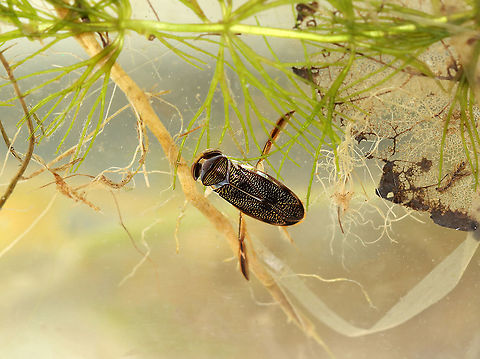 Water Boatman - Tribe Corixini, Hesperocorixa interrupta Habitat: Captured in a pond and photographed at home. I usually use filtered water for aquatic invertebrates, but this time I decided to use 1/2 filtered water and 1/2 pond water, including debris to give it a more natural look and to create a less stressful environment for the insects. Corixini,Geotagged,Hesperocorixa,Hesperocorixa interrupta,Summer,United States,water boatman