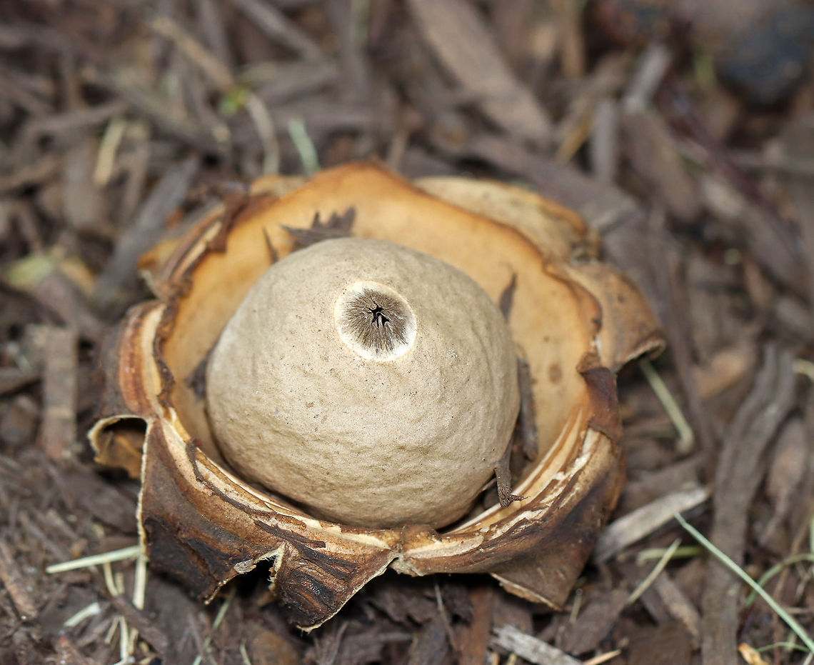 Earthstar -  Geastrum saccatum This is a bucket list fungus for me! I have been looking for them for years, but never found any...until today! I was walking around the neighborhood with my kids, saw a cluster of these mushrooms growing in some mulch, and then ran home to get my camera.  <br />
<br />
Habitat: Growing in mulch in a roadside garden bed with deciduous and coniferous trees.<br />
<figure class="photo"><a href="https://www.jungledragon.com/image/121368/earthstar_-_geastrum_saccatum.html" title="Earthstar - Geastrum saccatum"><img src="https://s3.amazonaws.com/media.jungledragon.com/images/3232/121368_thumb.jpg?AWSAccessKeyId=05GMT0V3GWVNE7GGM1R2&Expires=1759968010&Signature=RjWcwrllgkEXJCq5evFh%2FHDRBrE%3D" width="200" height="136" alt="Earthstar - Geastrum saccatum This is a bucket list fungus for me! I have been looking for them for years, but never found any...until today! I was walking around the neighborhood with my kids, saw a cluster of these mushrooms growing in some mulch, and then ran home to get my camera. <br />
<br />
Habitat: Growing in mulch in a roadside garden bed with deciduous and coniferous trees.<br />
https://www.jungledragon.com/image/121367/earthstar_-_geastrum_sp.html Geastrum,Geastrum saccatum,Geotagged,Rounded earthstar,Summer,United States" /></a></figure> Geastrum,Geastrum saccatum,Geotagged,Rounded earthstar,Summer,United States,earthstar,fungus,mushroom