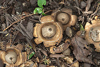 Earthstar - Geastrum saccatum This is a bucket list fungus for me! I have been looking for them for years, but never found any...until today! I was walking around the neighborhood with my kids, saw a cluster of these mushrooms growing in some mulch, and then ran home to get my camera. <br />
<br />
Habitat: Growing in mulch in a roadside garden bed with deciduous and coniferous trees.<br />
https://www.jungledragon.com/image/121367/earthstar_-_geastrum_sp.html Geastrum,Geastrum saccatum,Geotagged,Rounded earthstar,Summer,United States