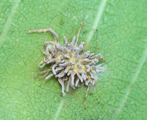 Spider Pathogen - Gibellula sp. This fungus infects spiders when fungal spores land on the unfortunate victim. The spores germinate and penetrate through the exoskeleton, after which it grows inside the spider's body. It continues growing until it has digested the entire spider. After consuming the entire contents of the spider's insides, the fungus sporulates by erupting from the cadaver and forms synnemata (the projections). And, the cycle begins again with the next unlucky spider.

Habitat: Stuck to a milkweed leaf; small meadow beside a mixed forest
https://www.jungledragon.com/image/121369/spider_pathogen_-_gibellula_sp.html
https://www.jungledragon.com/image/121371/spider_pathogen_-_gibellula_sp.html
https://www.jungledragon.com/image/121370/spider_pathogen_-_gibellula_sp.html Geotagged,Gibellula,Summer,United States,fungus,spider fungus,spider pathogen,synnemata