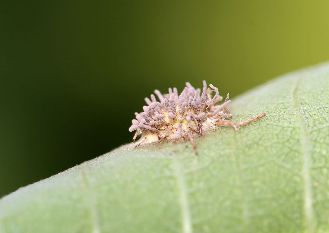 Spider Pathogen - Gibellula sp. This fungus infects spiders when fungal spores land on the unfortunate victim. The spores germinate and penetrate through the exoskeleton, after which it grows inside the spider&#039;s body. It continues growing until it has digested the entire spider. After consuming the entire contents of the spider&#039;s insides, the fungus sporulates by erupting from the cadaver and forms synnemata (the projections). And, the cycle begins again with the next unlucky spider.<br />
<br />
Habitat: Stuck to a milkweed leaf; small meadow beside a mixed forest<br />
<figure class="photo"><a href="https://www.jungledragon.com/image/121369/spider_pathogen_-_gibellula_sp.html" title="Spider Pathogen - Gibellula sp."><img src="https://s3.amazonaws.com/media.jungledragon.com/images/3232/121369_thumb.jpg?AWSAccessKeyId=05GMT0V3GWVNE7GGM1R2&Expires=1767225610&Signature=bbiz37no1q4ukX1Y%2F%2FPp8%2B%2BsuE0%3D" width="200" height="164" alt="Spider Pathogen - Gibellula sp. This fungus infects spiders when fungal spores land on the unfortunate victim. The spores germinate and penetrate through the exoskeleton, after which it grows inside the spider&#039;s body. It continues growing until it has digested the entire spider. After consuming the entire contents of the spider&#039;s insides, the fungus sporulates by erupting from the cadaver and forms synnemata (the projections). And, the cycle begins again with the next unlucky spider.<br />
<br />
Habitat: Stuck to a milkweed leaf; small meadow beside a mixed forest<br />
https://www.jungledragon.com/image/121369/spider_pathogen_-_gibellula_sp.html<br />
https://www.jungledragon.com/image/121371/spider_pathogen_-_gibellula_sp.html<br />
https://www.jungledragon.com/image/121370/spider_pathogen_-_gibellula_sp.html Geotagged,Gibellula,Summer,United States,fungus,spider fungus,spider pathogen,synnemata" /></a></figure><br />
<figure class="photo"><a href="https://www.jungledragon.com/image/121371/spider_pathogen_-_gibellula_sp.html" title="Spider Pathogen - Gibellula sp."><img src="https://s3.amazonaws.com/media.jungledragon.com/images/3232/121371_thumb.jpg?AWSAccessKeyId=05GMT0V3GWVNE7GGM1R2&Expires=1767225610&Signature=IQrVdTjpkqFlIp7SKYsQwpyCSfY%3D" width="200" height="160" alt="Spider Pathogen - Gibellula sp. This fungus infects spiders when fungal spores land on the unfortunate victim. The spores germinate and penetrate through the exoskeleton, after which it grows inside the spider&#039;s body. It continues growing until it has digested the entire spider. After consuming the entire contents of the spider&#039;s insides, the fungus sporulates by erupting from the cadaver and forms synnemata (the projections). And, the cycle begins again with the next unlucky spider.<br />
<br />
Habitat: Stuck to a milkweed leaf; small meadow beside a mixed forest<br />
https://www.jungledragon.com/image/121369/spider_pathogen_-_gibellula_sp.html<br />
https://www.jungledragon.com/image/121371/spider_pathogen_-_gibellula_sp.html<br />
https://www.jungledragon.com/image/121370/spider_pathogen_-_gibellula_sp.html Geotagged,Summer,United States" /></a></figure><br />
<figure class="photo"><a href="https://www.jungledragon.com/image/121370/spider_pathogen_-_gibellula_sp.html" title="Spider Pathogen - Gibellula sp."><img src="https://s3.amazonaws.com/media.jungledragon.com/images/3232/121370_thumb.jpg?AWSAccessKeyId=05GMT0V3GWVNE7GGM1R2&Expires=1767225610&Signature=ArmgkaCIhOyPaJOU%2F8E4ES%2FRl1s%3D" width="200" height="142" alt="Spider Pathogen - Gibellula sp. This fungus infects spiders when fungal spores land on the unfortunate victim. The spores germinate and penetrate through the exoskeleton, after which it grows inside the spider&#039;s body. It continues growing until it has digested the entire spider. After consuming the entire contents of the spider&#039;s insides, the fungus sporulates by erupting from the cadaver and forms synnemata (the projections). And, the cycle begins again with the next unlucky spider.<br />
<br />
Habitat: Stuck to a milkweed leaf; small meadow beside a mixed forest<br />
https://www.jungledragon.com/image/121369/spider_pathogen_-_gibellula_sp.html<br />
https://www.jungledragon.com/image/121371/spider_pathogen_-_gibellula_sp.html<br />
https://www.jungledragon.com/image/121370/spider_pathogen_-_gibellula_sp.html Geotagged,Summer,United States" /></a></figure> Geotagged,Summer,United States