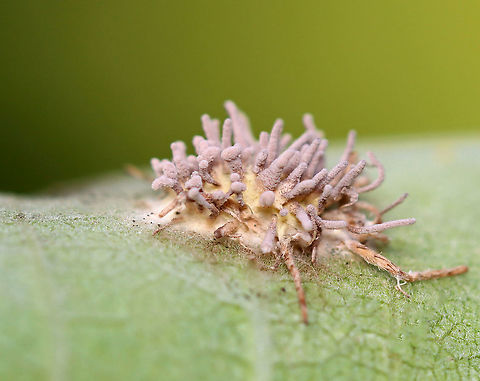 Spider Pathogen - Gibellula sp. This fungus infects spiders when fungal spores land on the unfortunate victim. The spores germinate and penetrate through the exoskeleton, after which it grows inside the spider's body. It continues growing until it has digested the entire spider. After consuming the entire contents of the spider's insides, the fungus sporulates by erupting from the cadaver and forms synnemata (the projections). And, the cycle begins again with the next unlucky spider.

Habitat: Stuck to a milkweed leaf; small meadow beside a mixed forest
https://www.jungledragon.com/image/121369/spider_pathogen_-_gibellula_sp.html
https://www.jungledragon.com/image/121371/spider_pathogen_-_gibellula_sp.html
https://www.jungledragon.com/image/121370/spider_pathogen_-_gibellula_sp.html Geotagged,Summer,United States