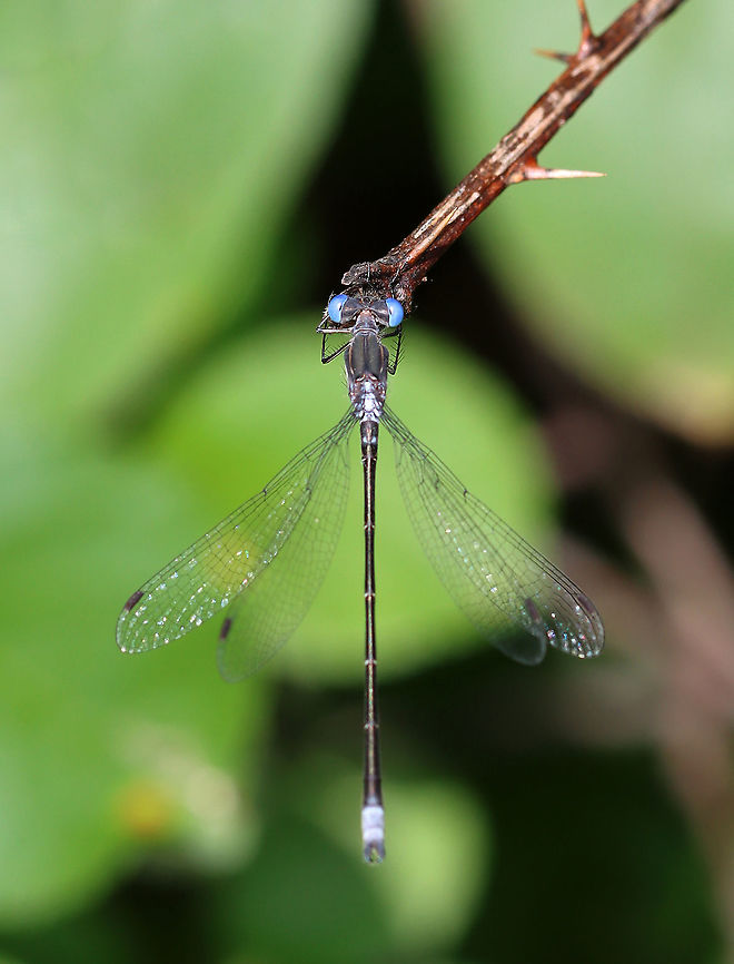 Spotted Spreadwing Damselfly - Lestes congener Habitat: Meadow Geotagged,Lestes,Lestes congener,Lestidae,Spotted Spreadwing,Summer,United States,damselfly