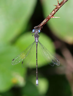 Spotted Spreadwing Damselfly - Lestes congener Habitat: Meadow Geotagged,Lestes,Lestes congener,Lestidae,Spotted Spreadwing,Summer,United States,damselfly