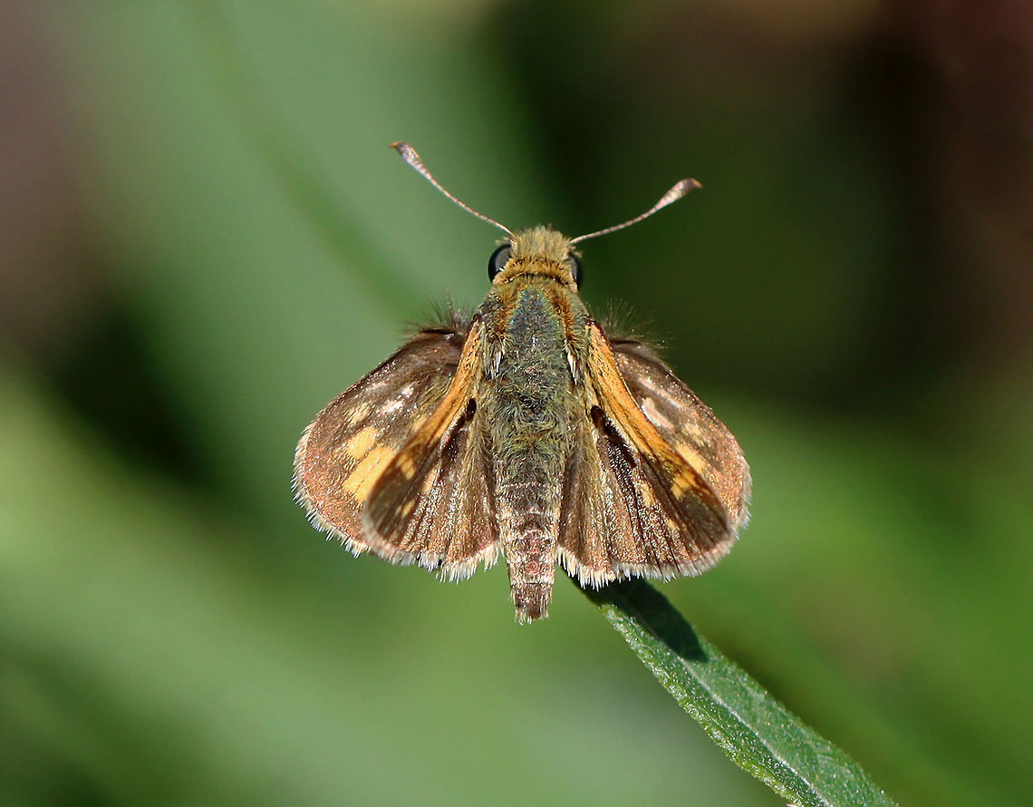 Peck's Skipper - Lestes congener *Tentative ID<br />
<br />
Habitat: Meadow Geotagged,Hesperiidae,Lestes,Lestes congener,Pecks Skipper,Polites peckius,Summer,United States,butterfly,skipper