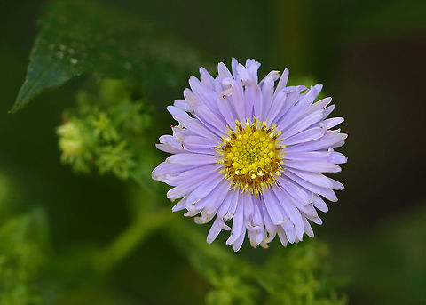 Aster - Symphyotrichum sp. Maybe Symphyotrichum puniceum?

Habitat: Growing at the edge of a pond; deciduous forest Geotagged,Summer,Symphyotrichum,United States,aster