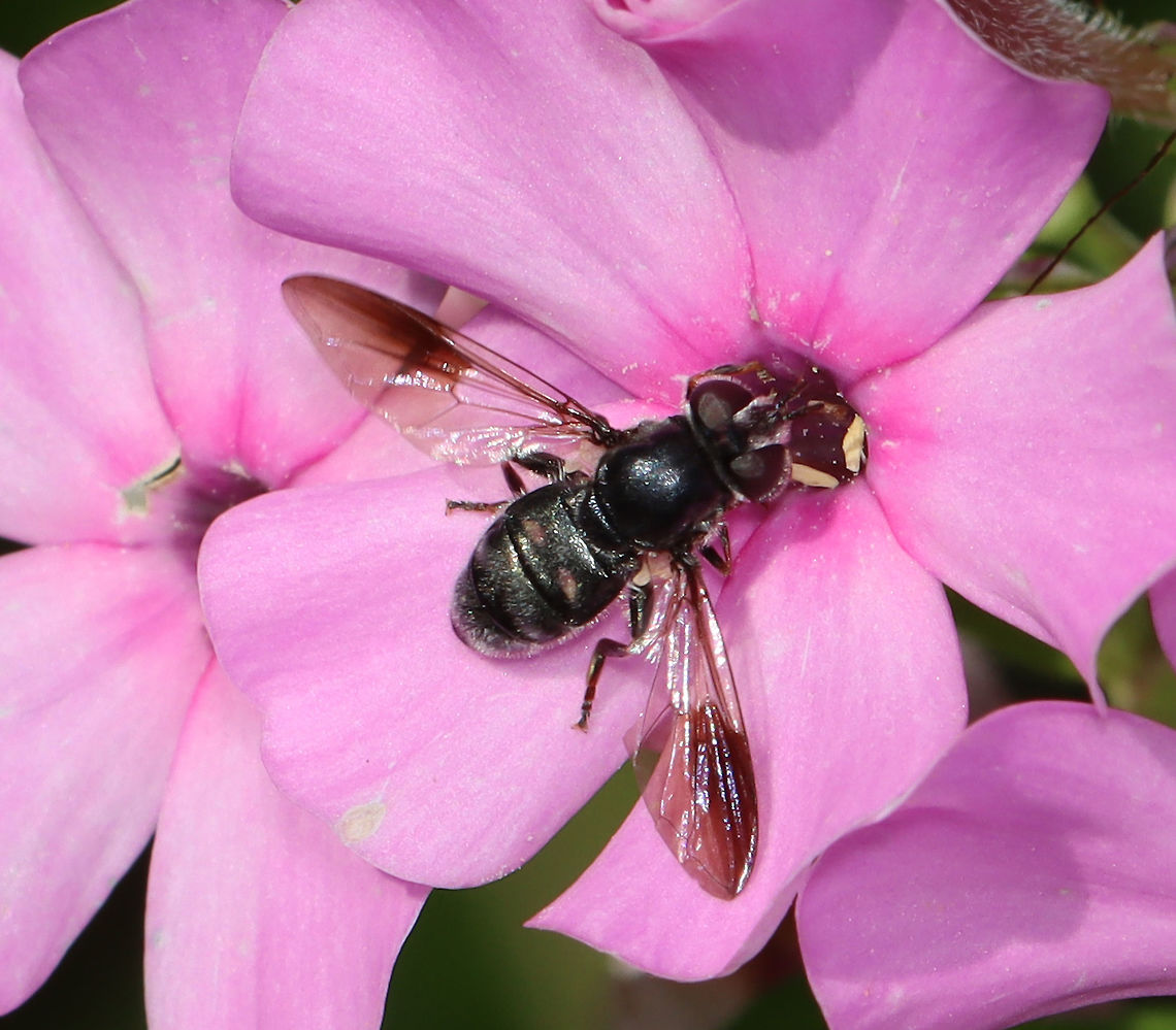 Hover Fly - Pipiza sp. I considered Pipiza quadrimaculata, but that species doesn&#039;t have the dark patches on the wings.<br />
<br />
Habitat: Garden Diptera,Geotagged,Pipiza,Summer,Syrphidae,United States,fly,hover fly