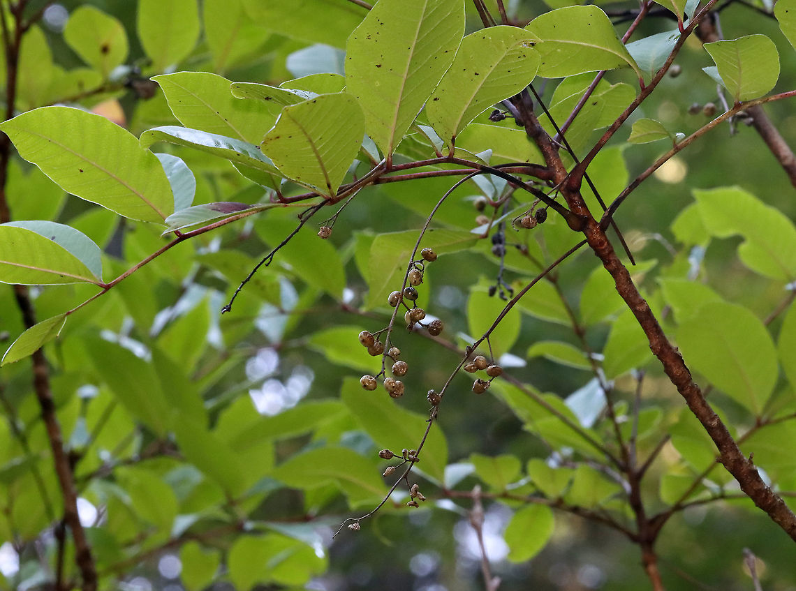 Poison Sumac - Toxicodendron vernix Sorry for the poor documentation, but it was growing in a bog and I didn't want to get any closer.<br />
<br />
Poison sumac contains a resin called urushiol, which causes skin and mucous membrane irritation to humans. It's more toxic than its poison ivy and poison oak. Contact with the plant causes painful dermatitis and blistering, while inhaling the smoke caused by burning poison sumac can actually be fatal. <br />
<br />
Habitat: Bog Geotagged,Poison sumac,Rhus vernix,Summer,Toxicodendron,Toxicodendron vernix,United States,thunderwood,urushiol