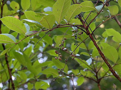 Poison Sumac - Toxicodendron vernix Sorry for the poor documentation, but it was growing in a bog and I didn't want to get any closer.
Poison sumac contains a resin called urushiol, which causes skin and mucous membrane irritation to humans. It's more toxic than its poison ivy and poison oak. Contact with the plant causes painful dermatitis and blistering, while inhaling the smoke caused by burning poison sumac can actually be fatal.
Habitat: Bog Geotagged,Poison sumac,Rhus vernix,Summer,Toxicodendron,Toxicodendron vernix,United States,thunderwood,urushiol